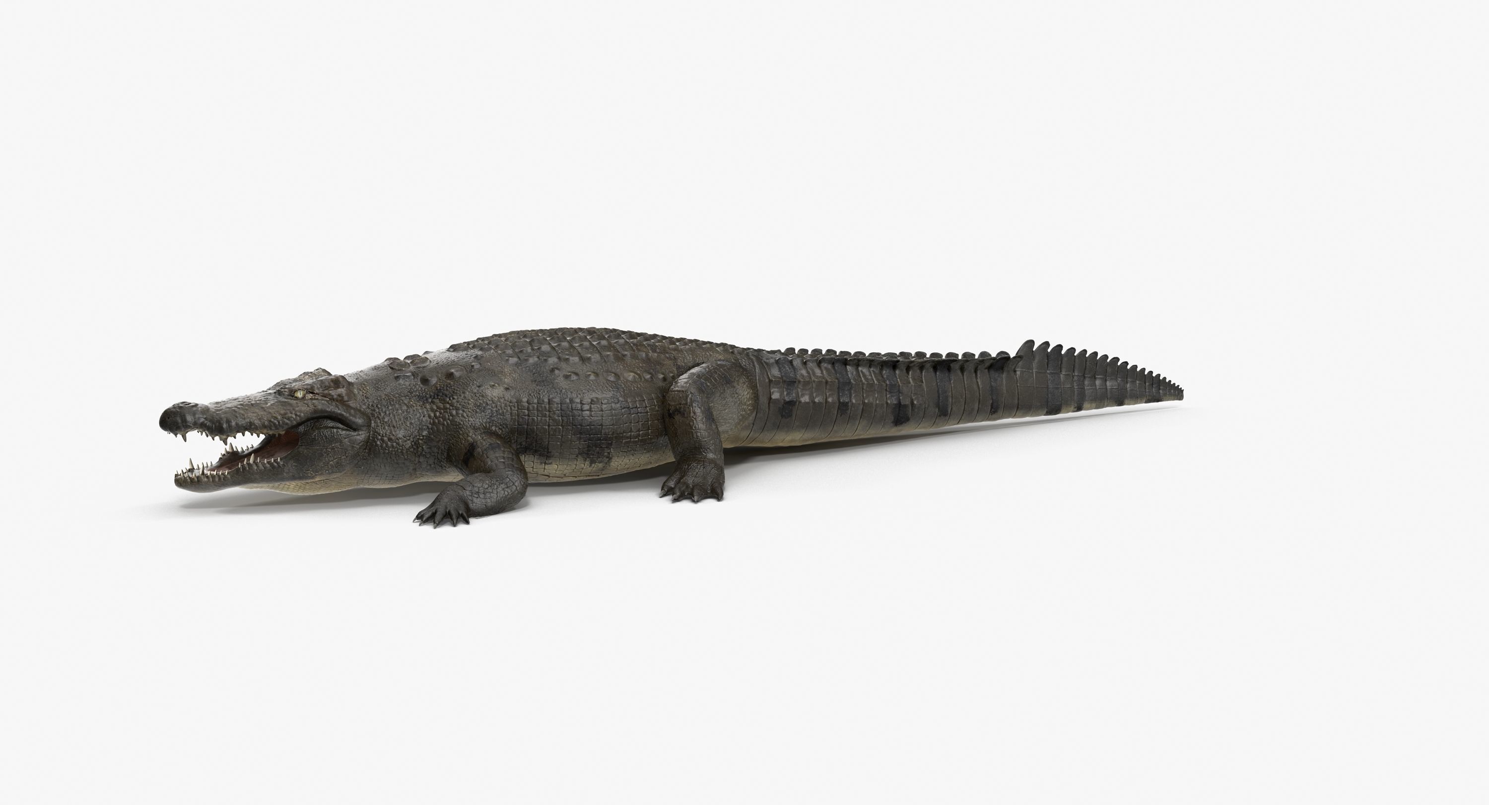 Large Nile Crocodile Low-poly 3D model_18