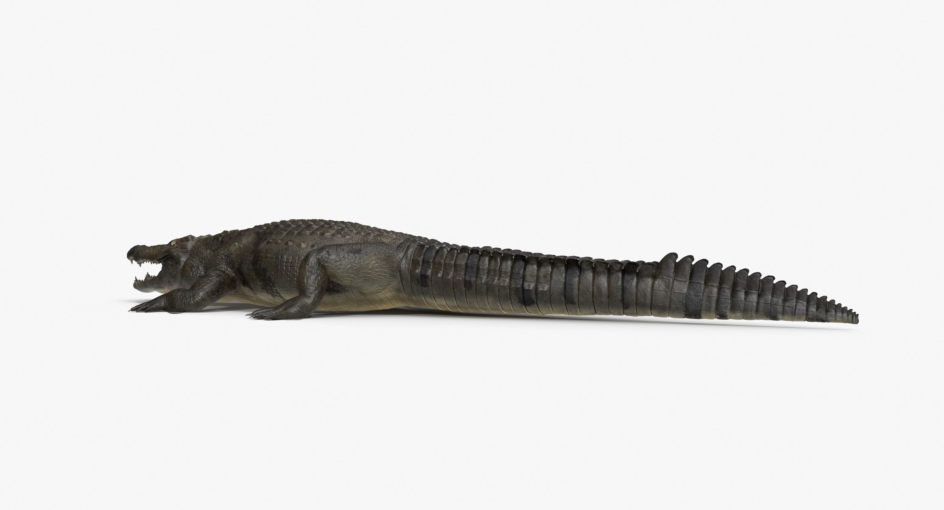 Large Nile Crocodile Low-poly 3D model_5