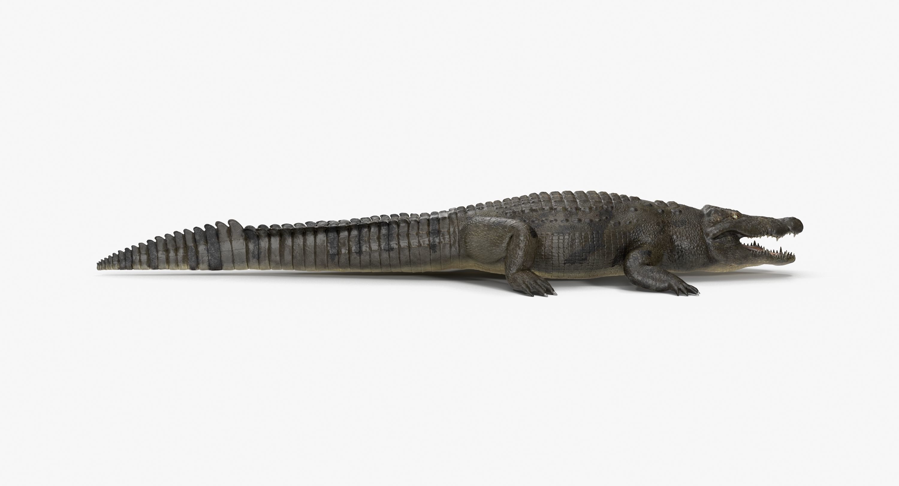 Large Nile Crocodile Low-poly 3D model_12