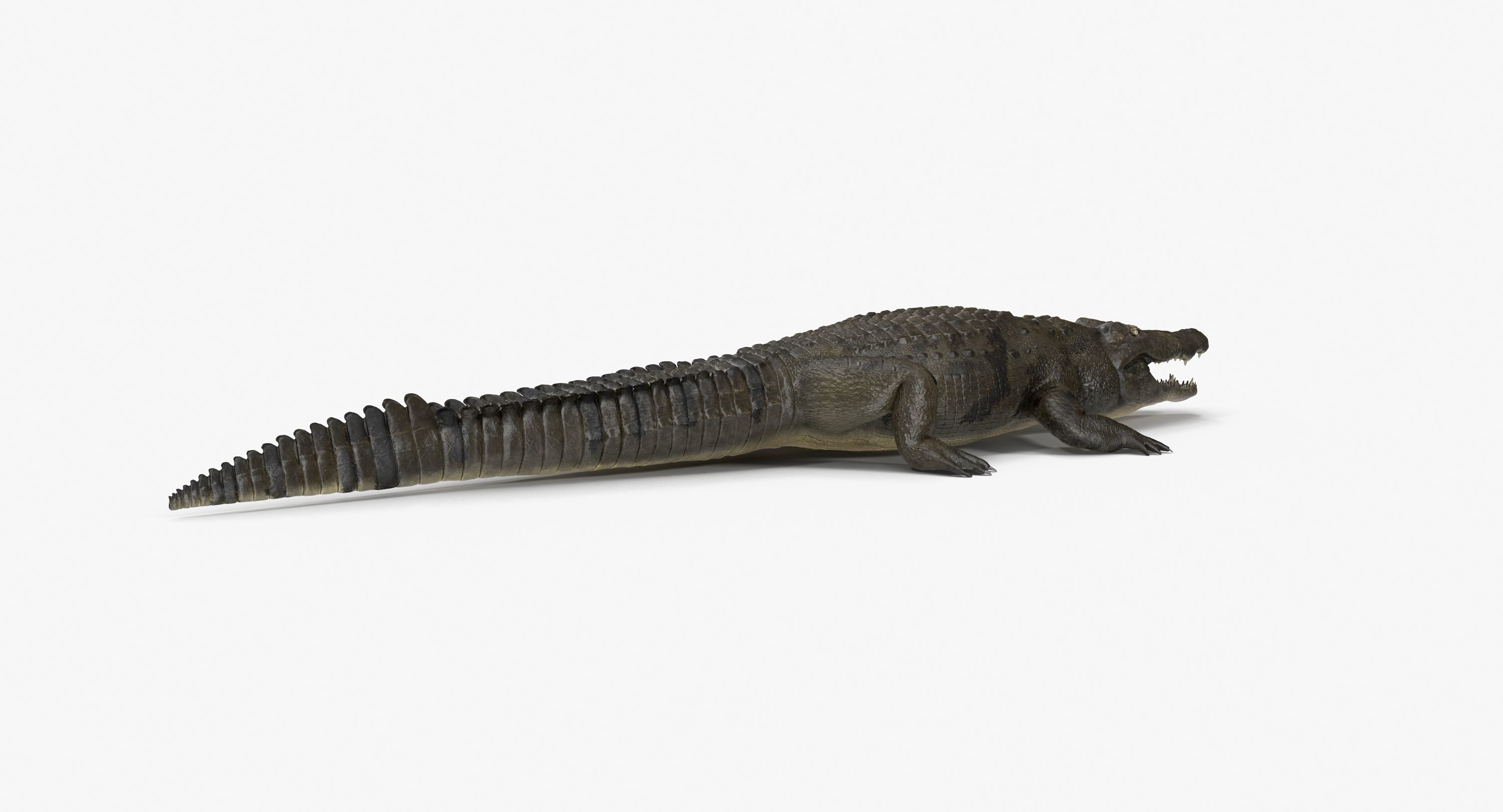 Large Nile Crocodile Low-poly 3D model_13