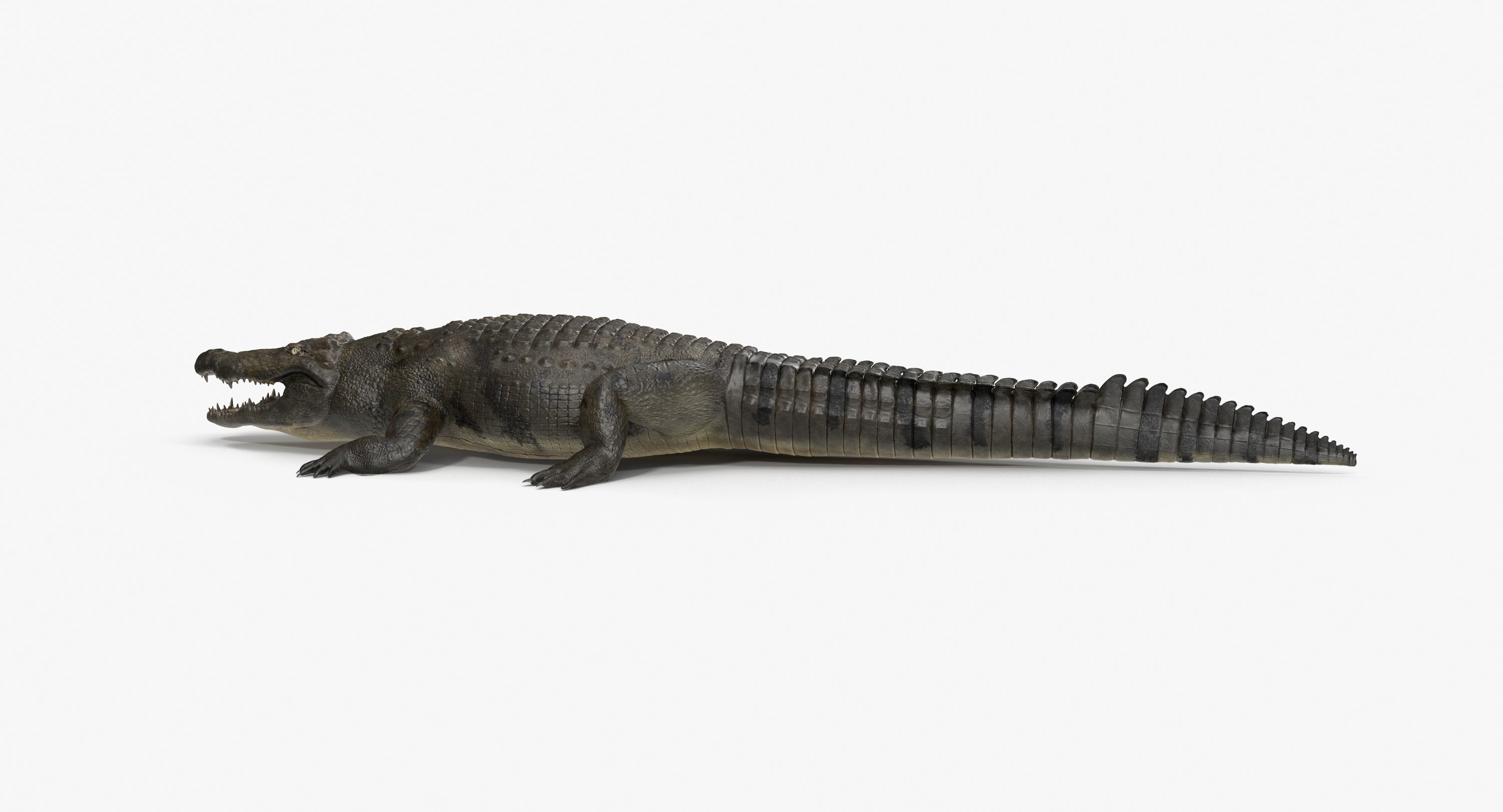 Large Nile Crocodile Low-poly 3D model_17