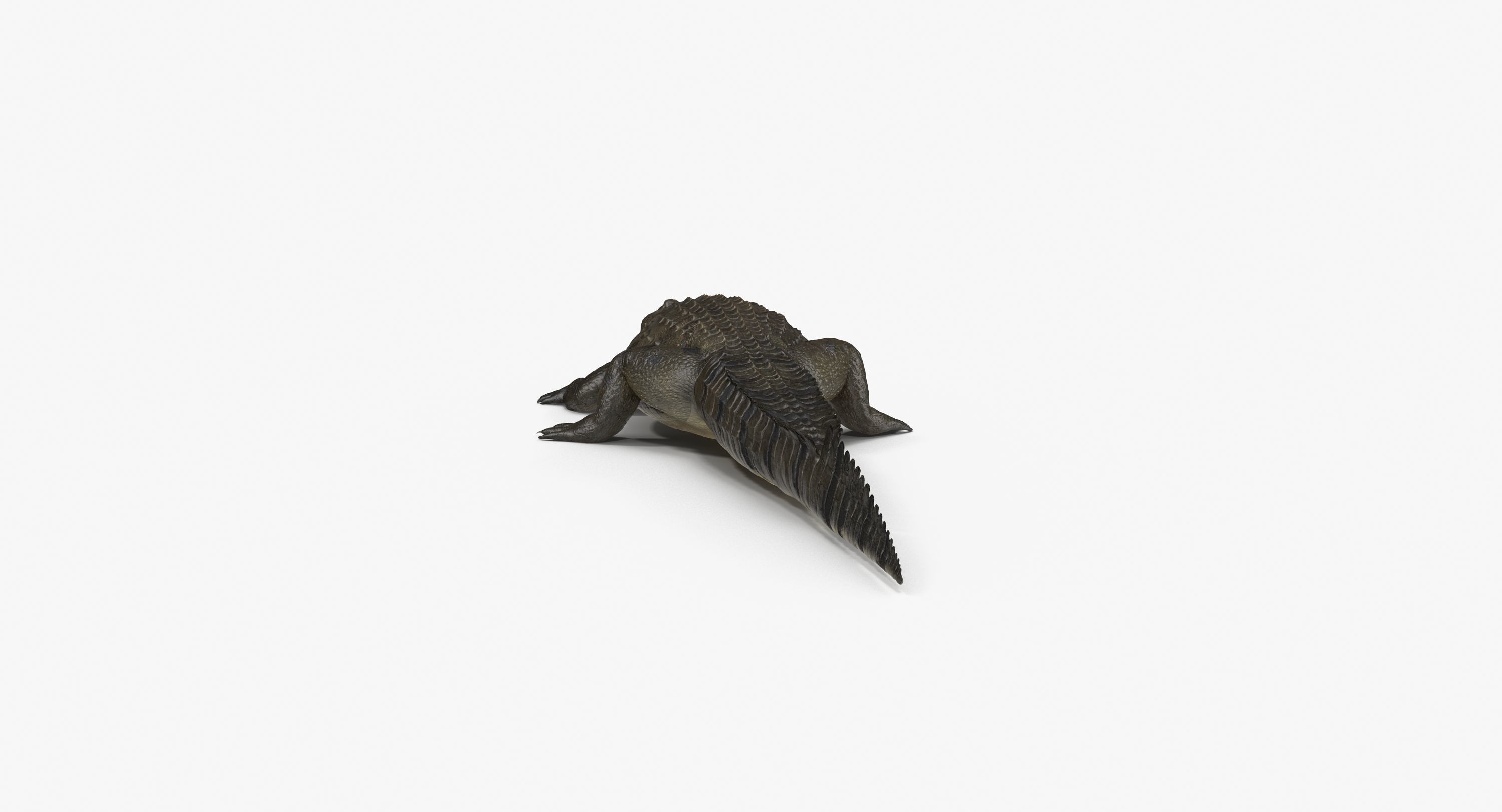 Large Nile Crocodile Low-poly 3D model_15