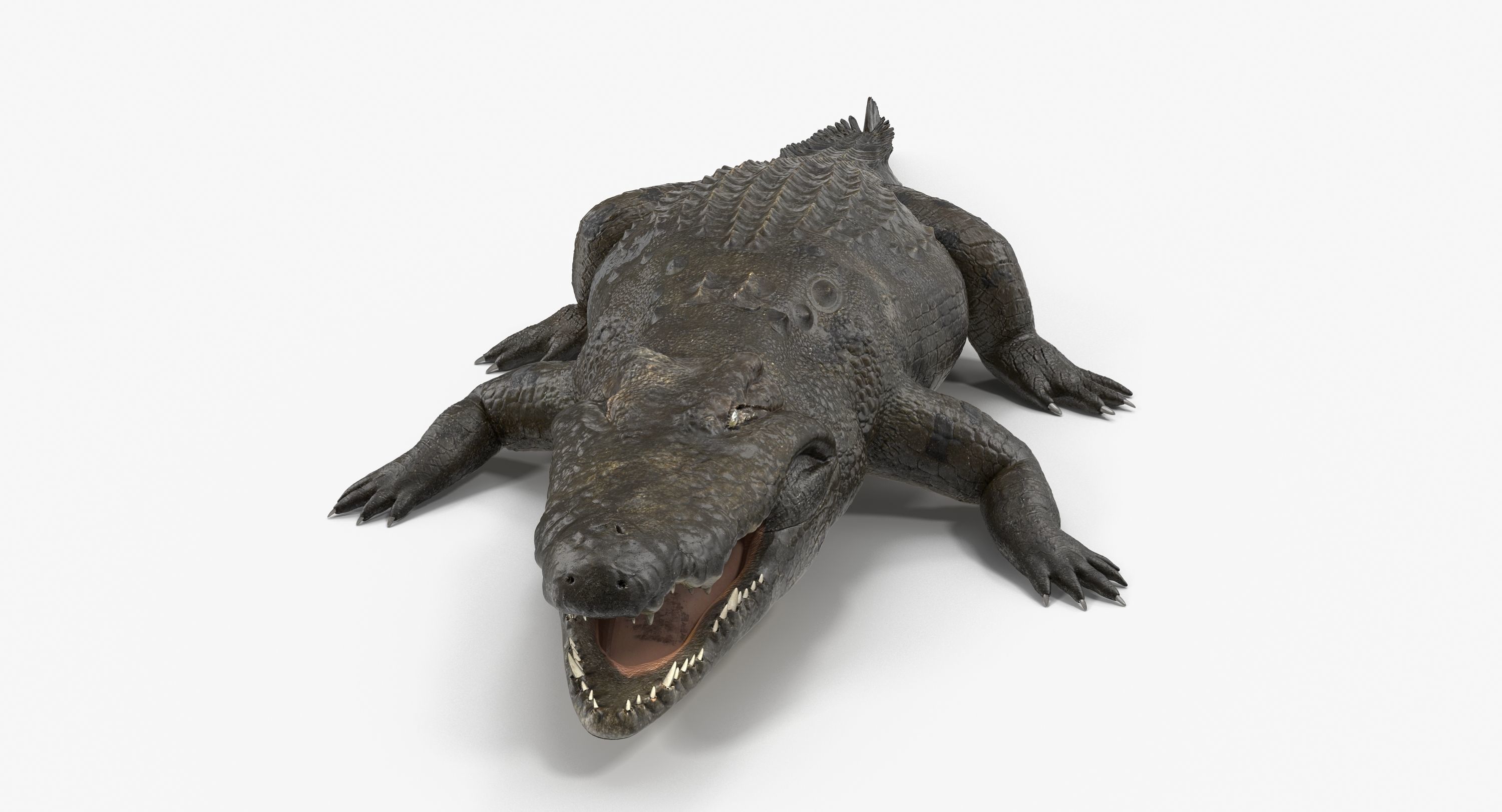 Large Nile Crocodile Low-poly 3D model_4