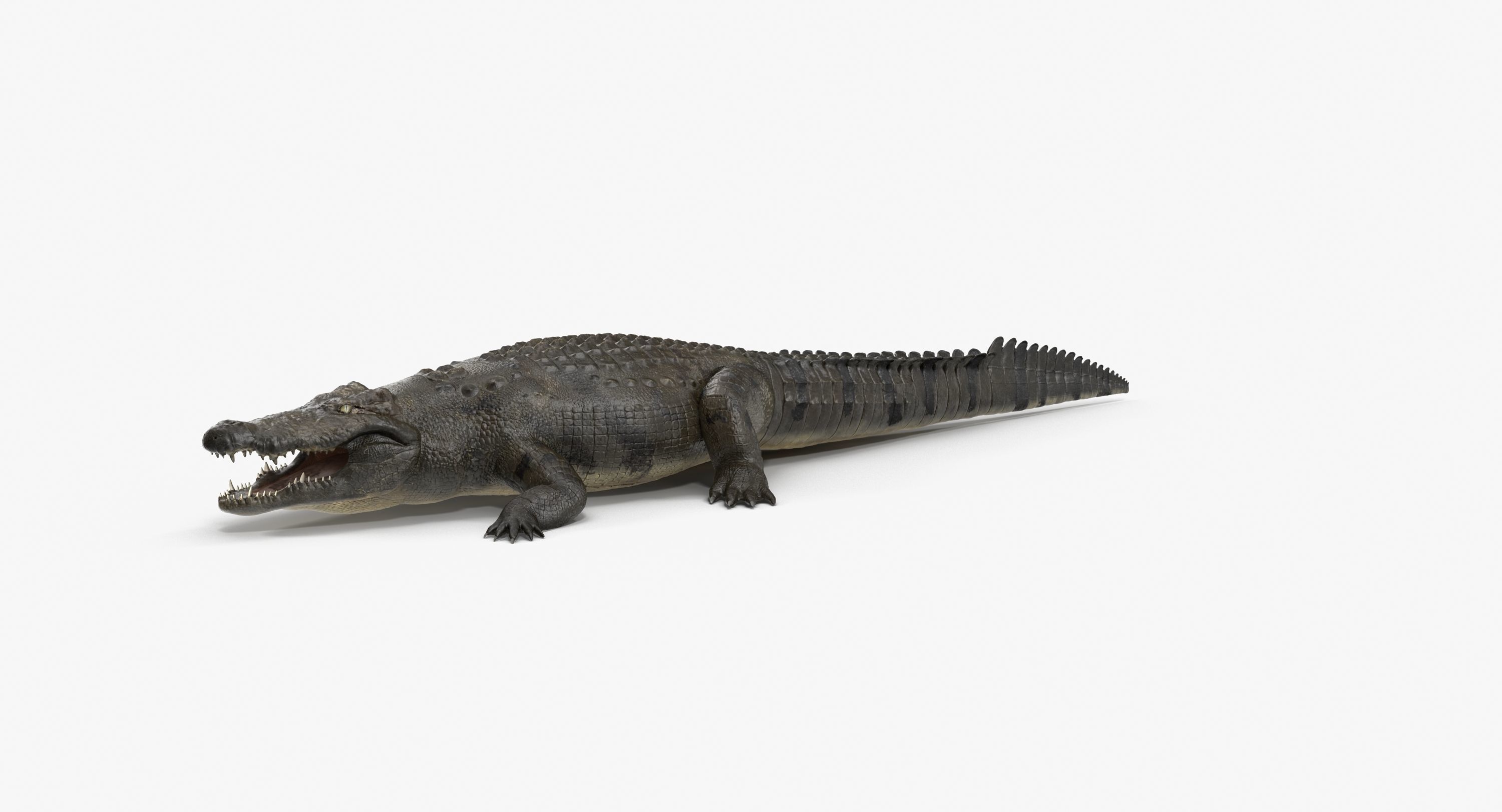 Large Nile Crocodile Low-poly 3D model_8