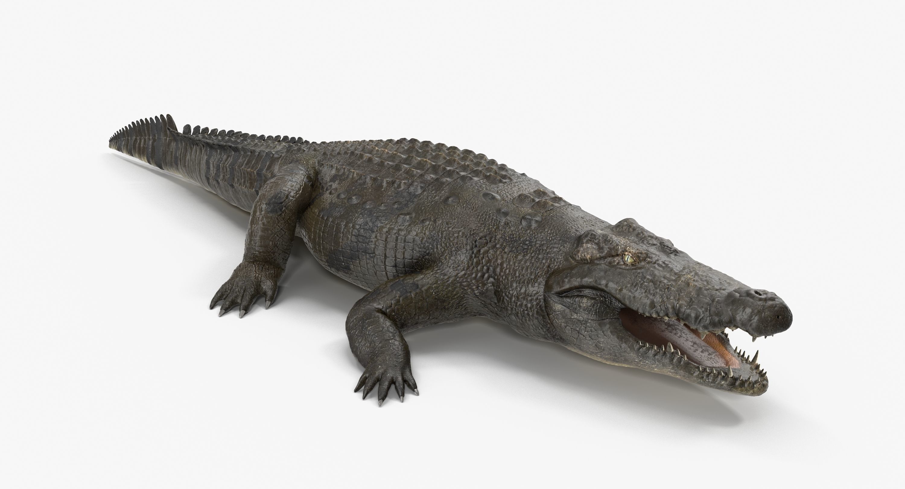 Large Nile Crocodile Low-poly 3D model_2