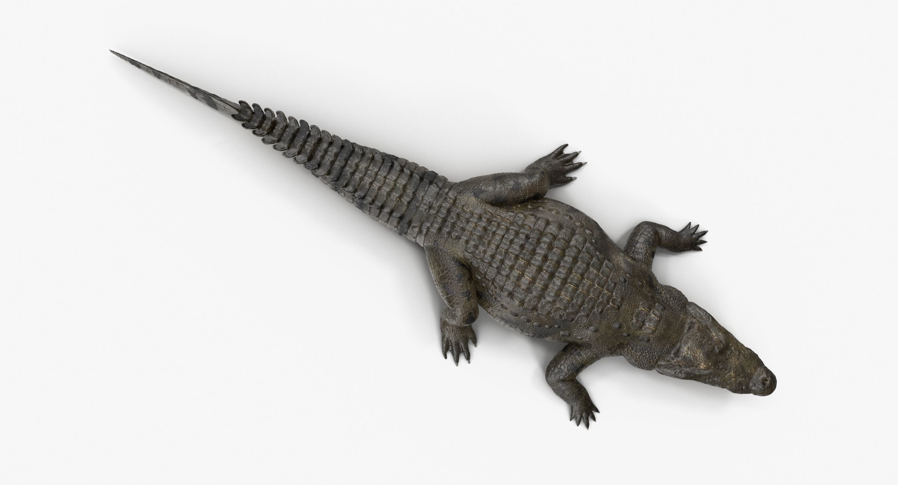 Large Nile Crocodile Low-poly 3D model_7