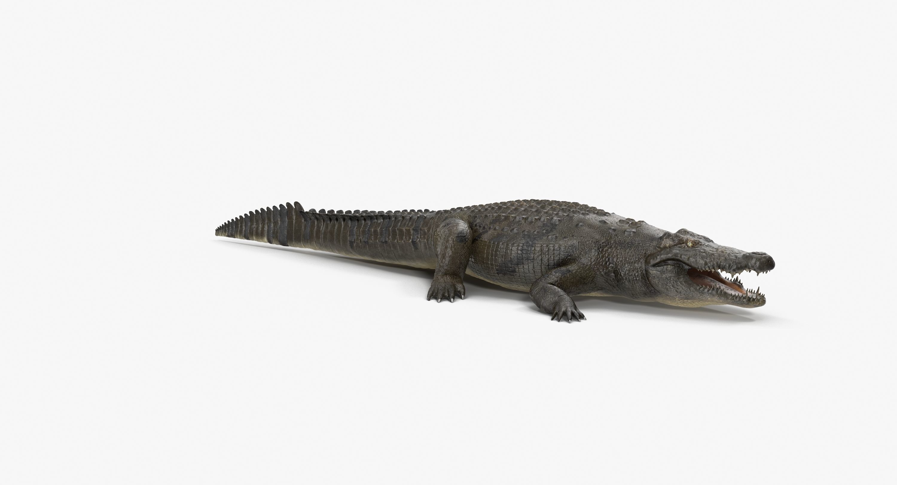 Large Nile Crocodile Low-poly 3D model_11