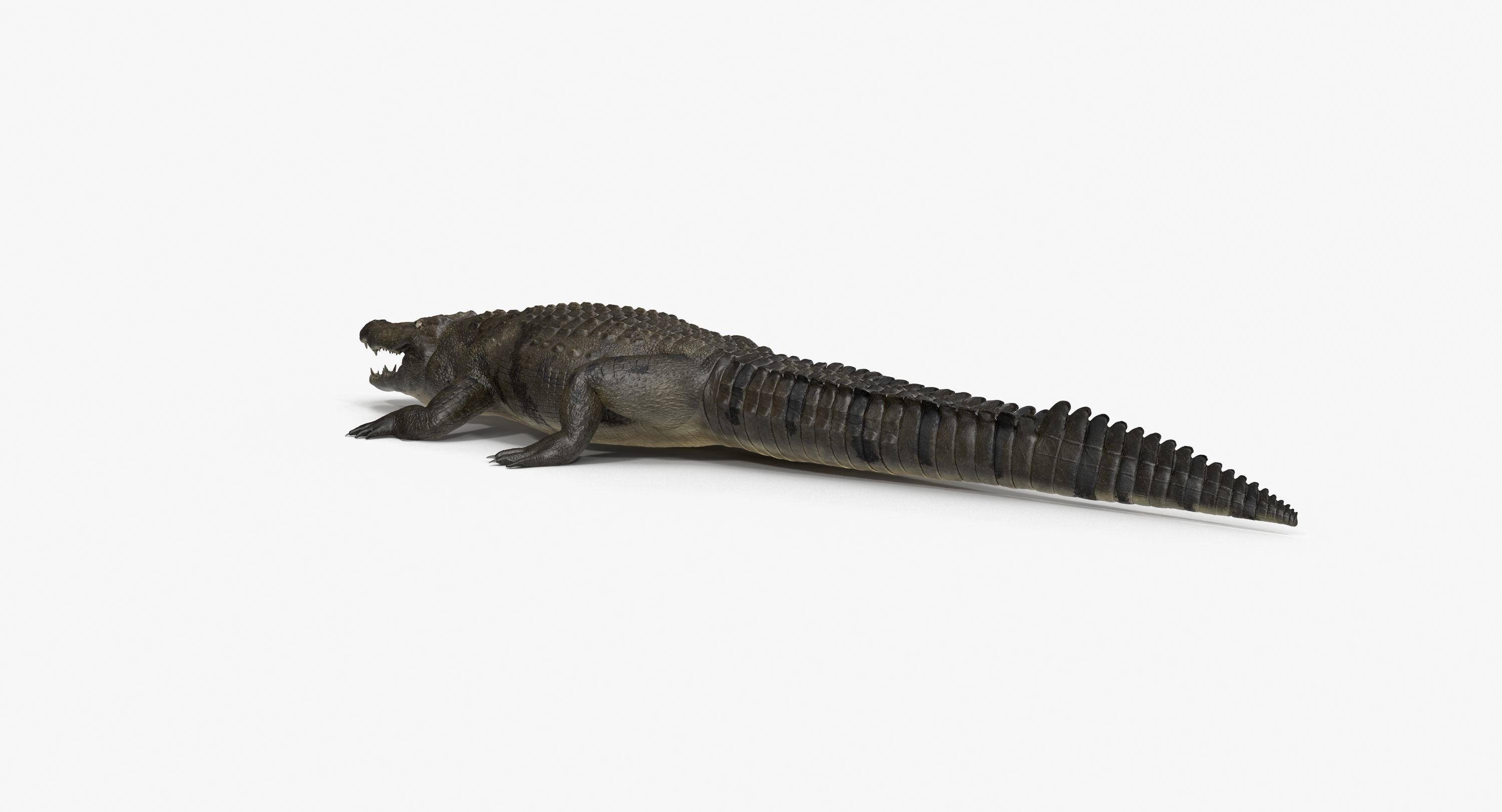 Large Nile Crocodile Low-poly 3D model_16