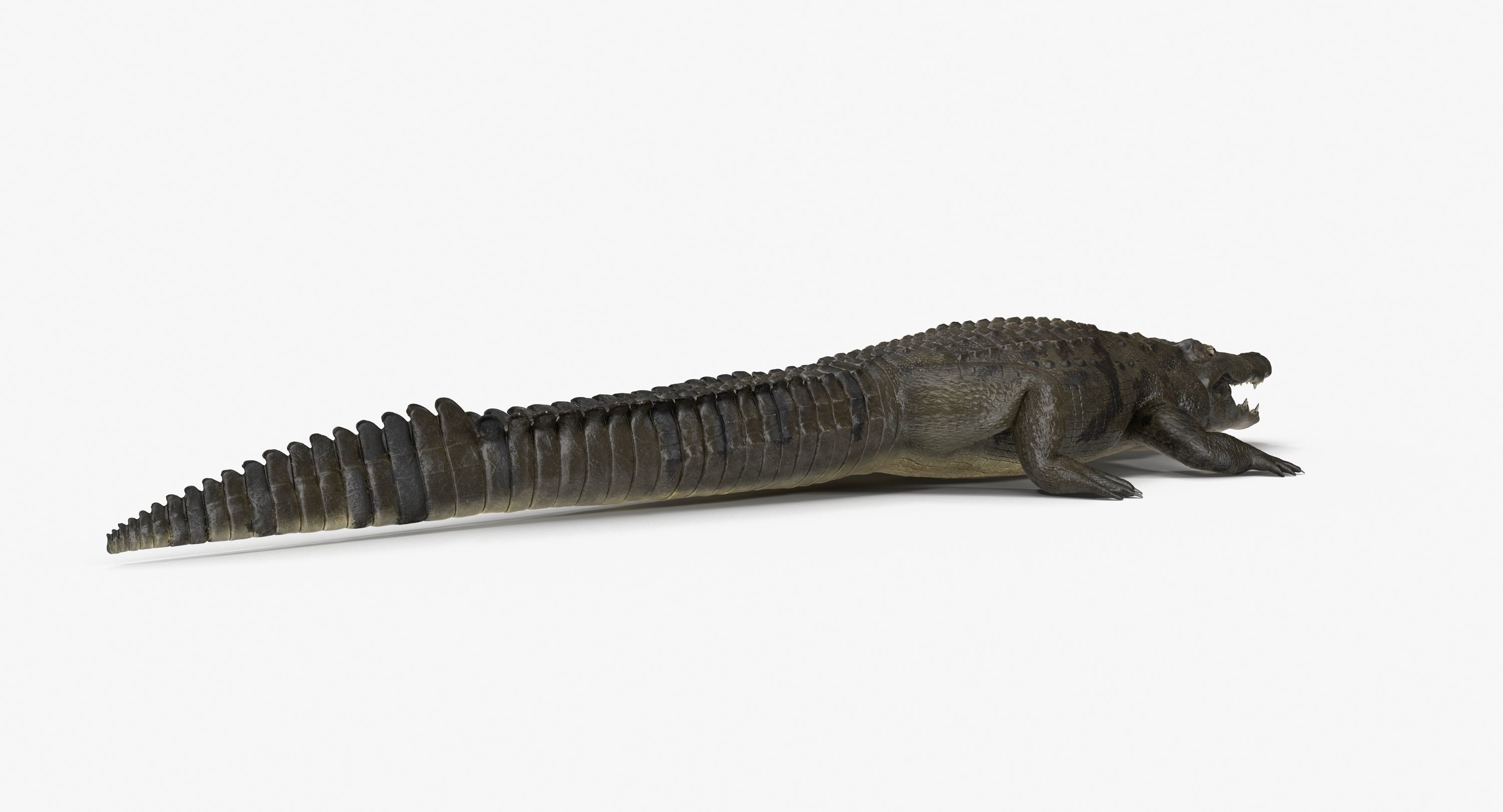 Large Nile Crocodile Low-poly 3D model_3