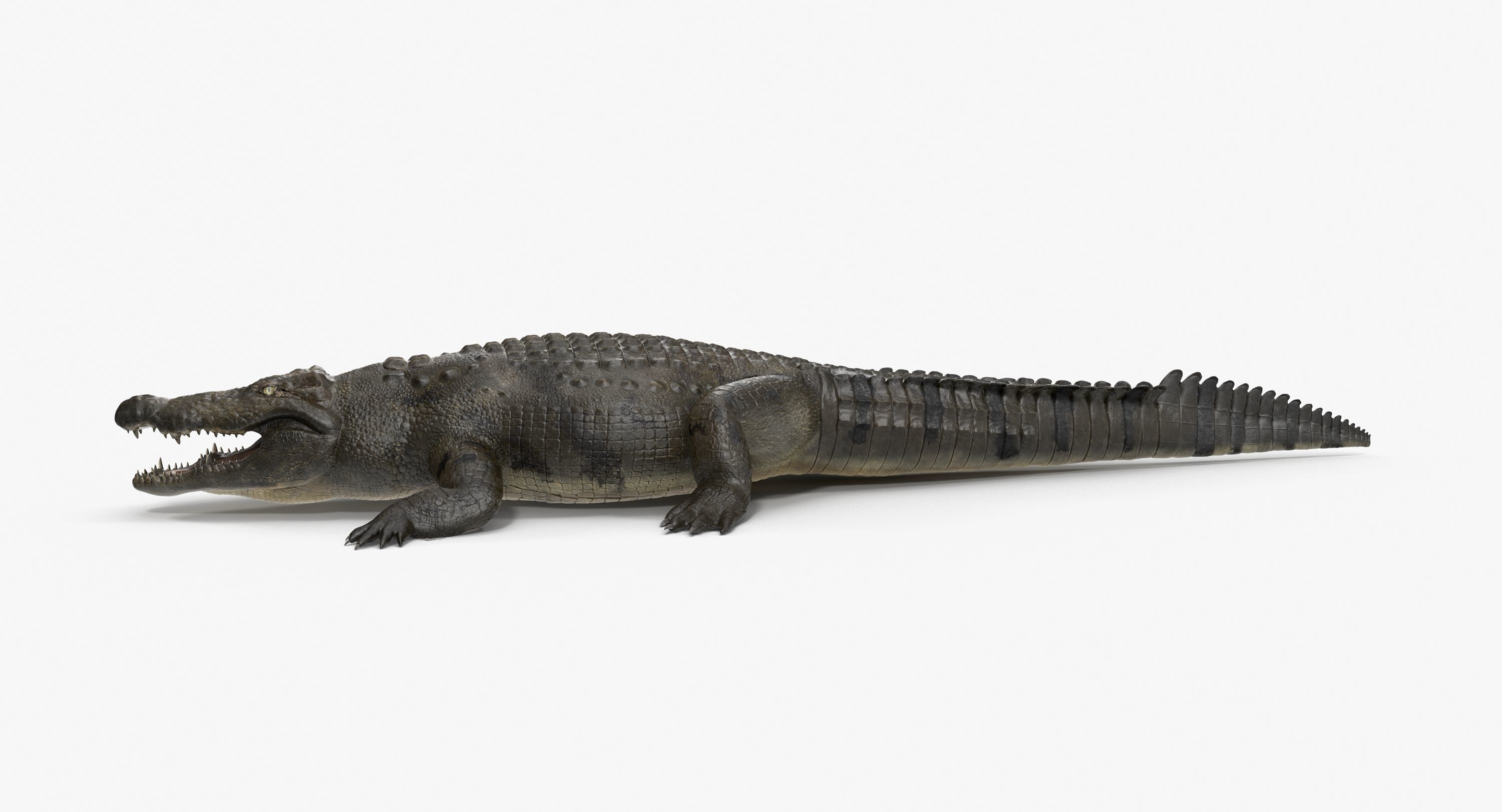 Large Nile Crocodile Low-poly 3D model_6