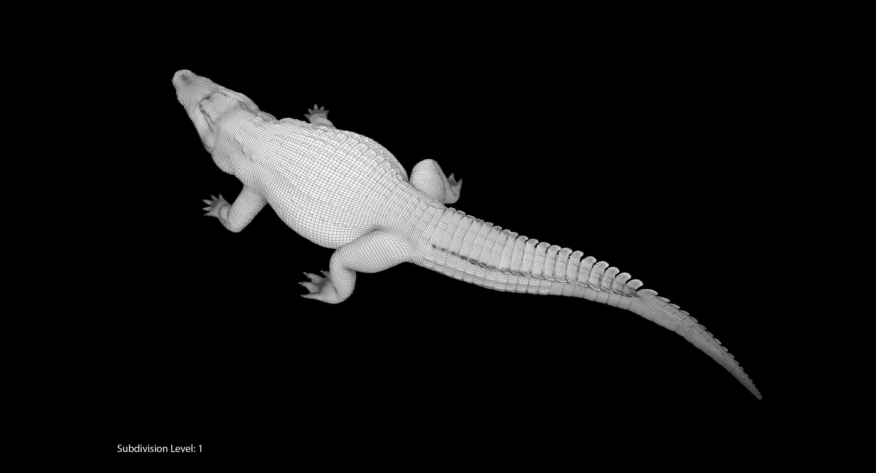 Large Nile Crocodile Rigged Low-poly 3D model_28