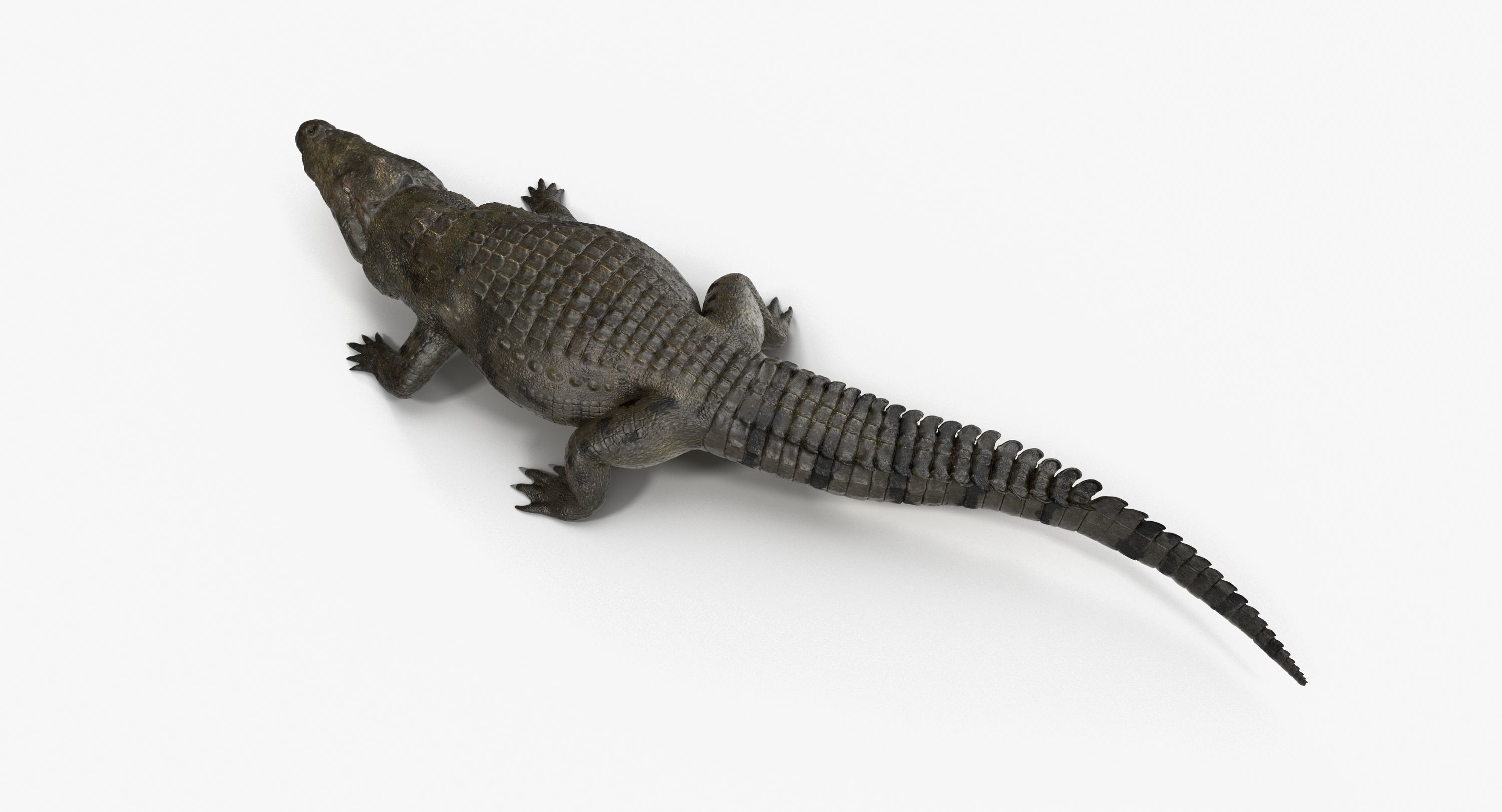 Large Nile Crocodile Rigged Low-poly 3D model_5