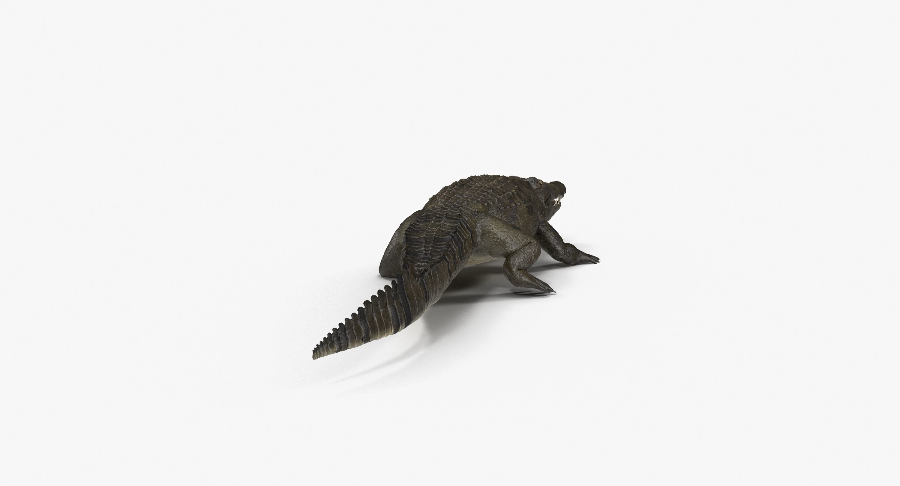 Large Nile Crocodile Rigged Low-poly 3D model_16