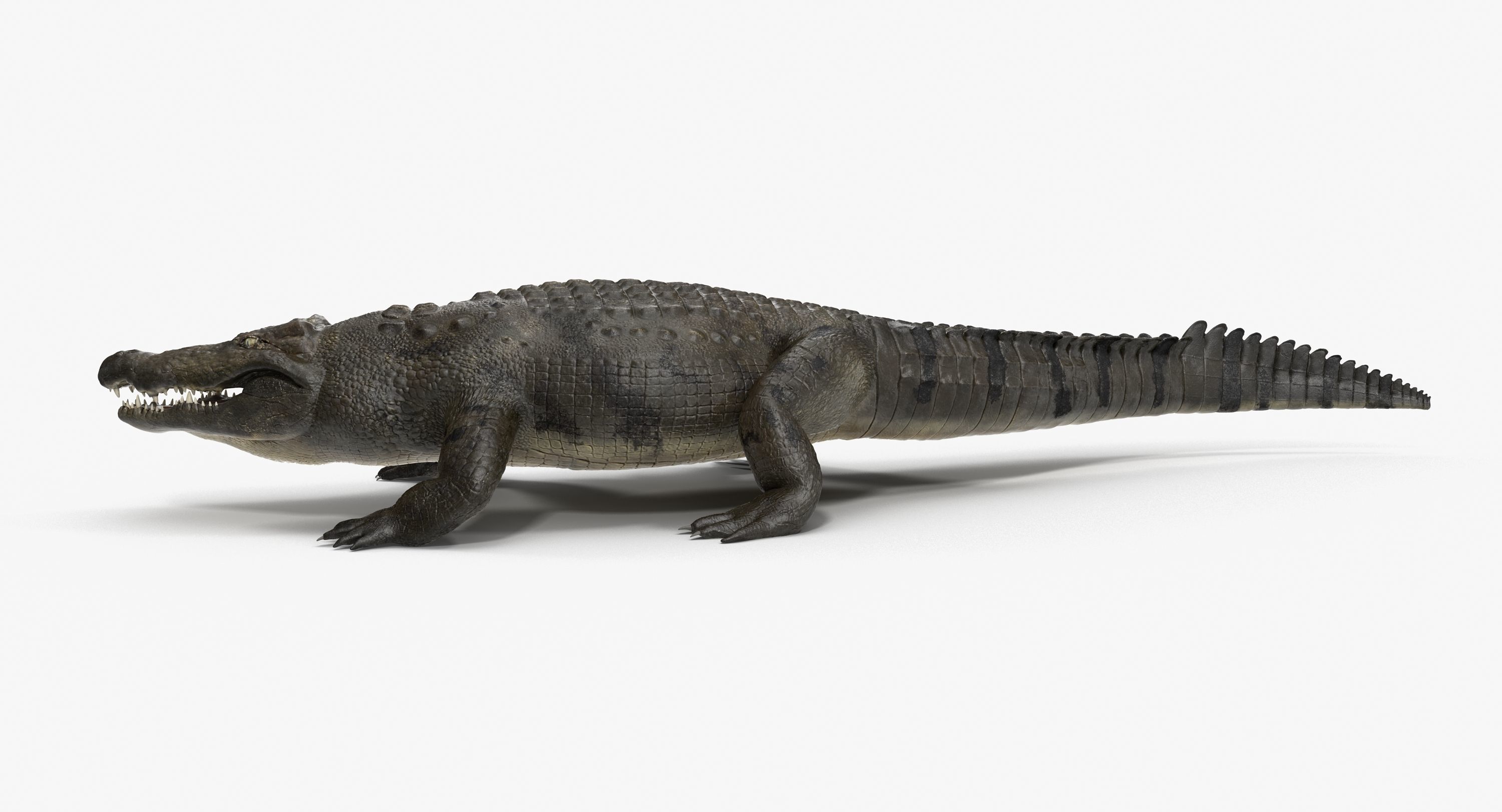 Large Nile Crocodile Rigged Low-poly 3D model_7
