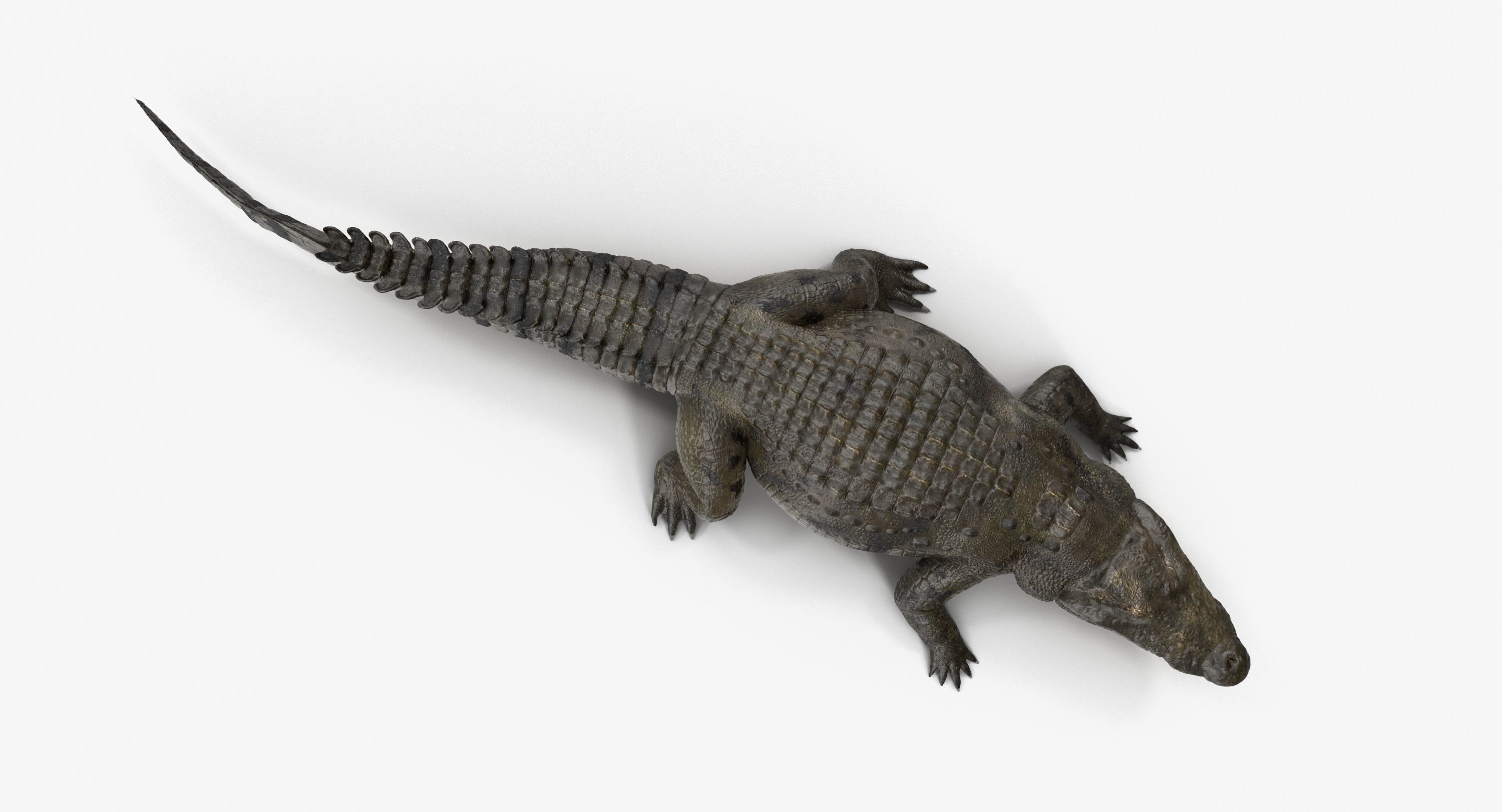 Large Nile Crocodile Rigged Low-poly 3D model_8