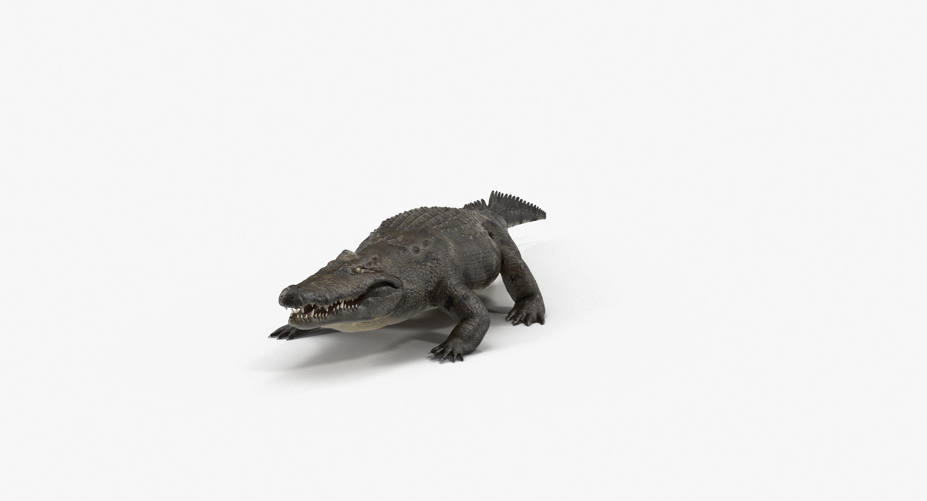 Large Nile Crocodile Rigged Low-poly 3D model_11