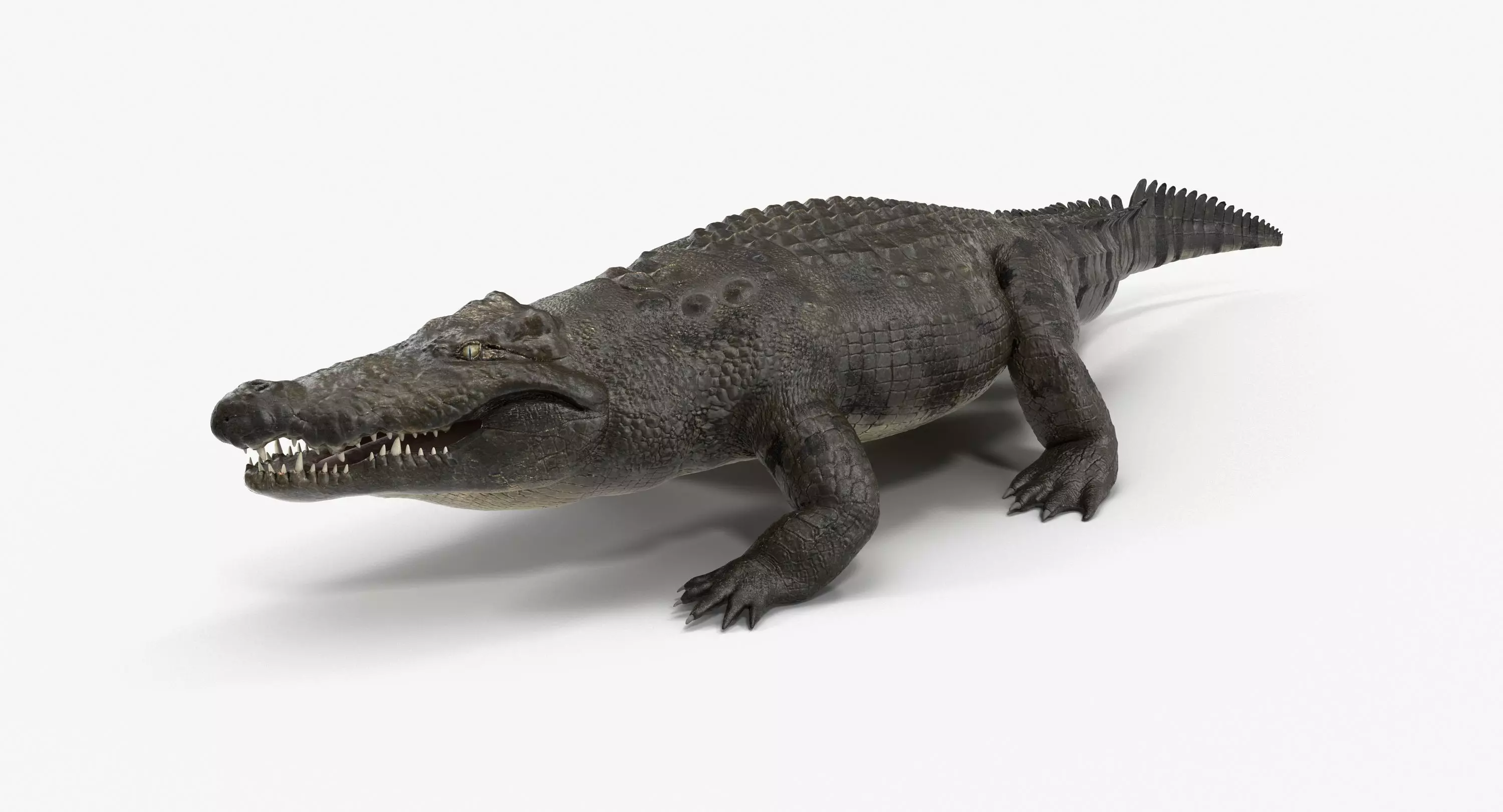 Large Nile Crocodile Rigged Low-poly 3D model_0