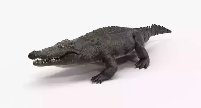 Large Nile Crocodile Rigged