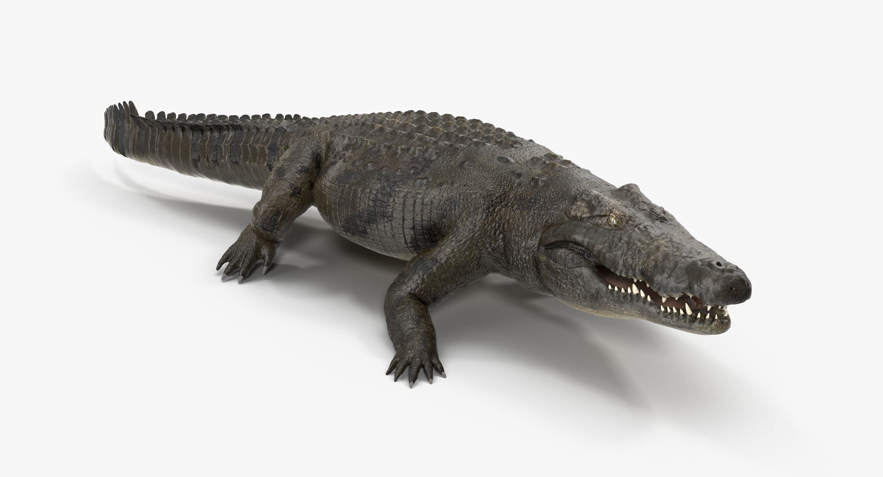 Large Nile Crocodile Rigged Low-poly 3D model_3