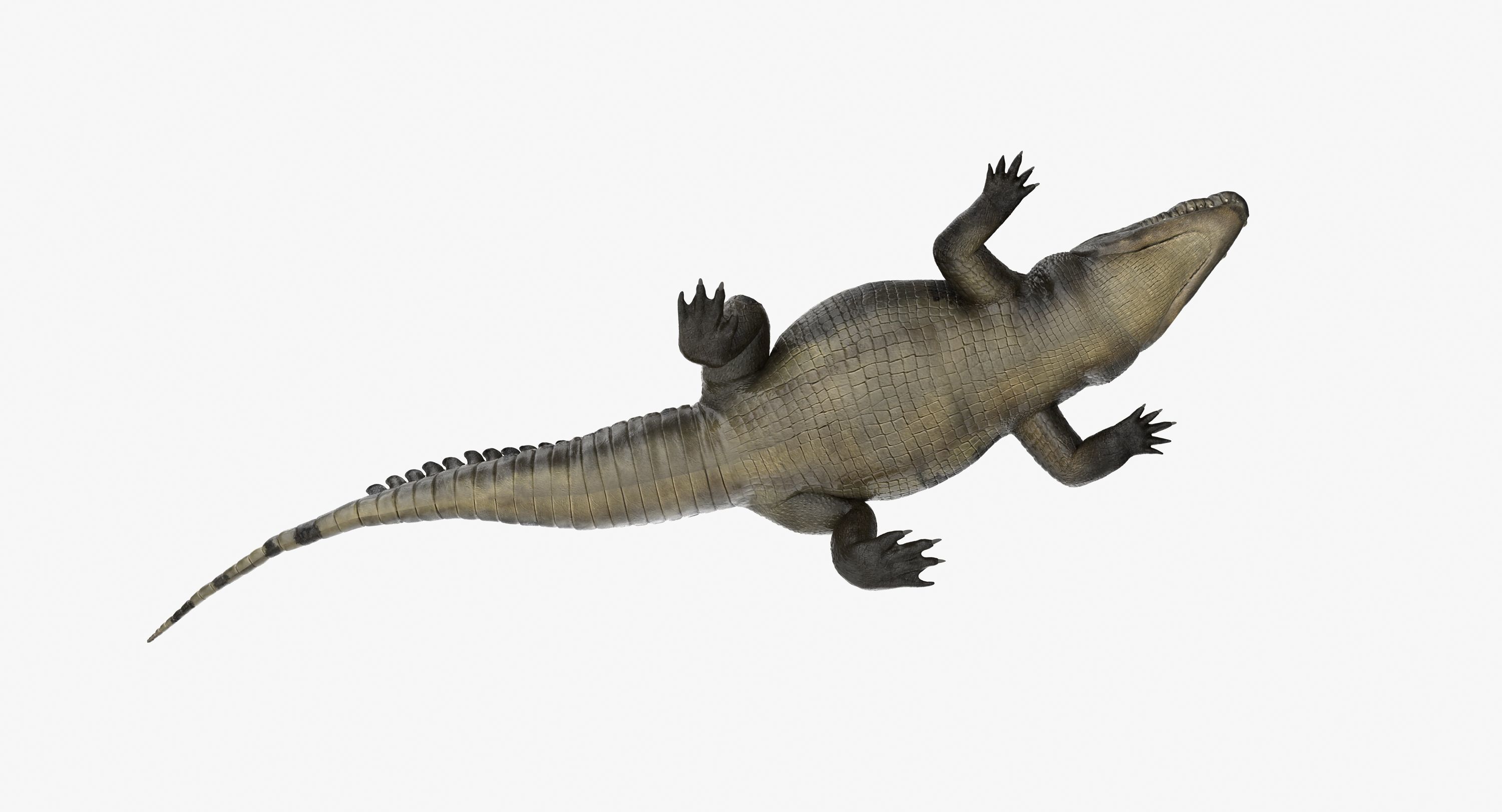 Large Nile Crocodile Rigged Low-poly 3D model_9