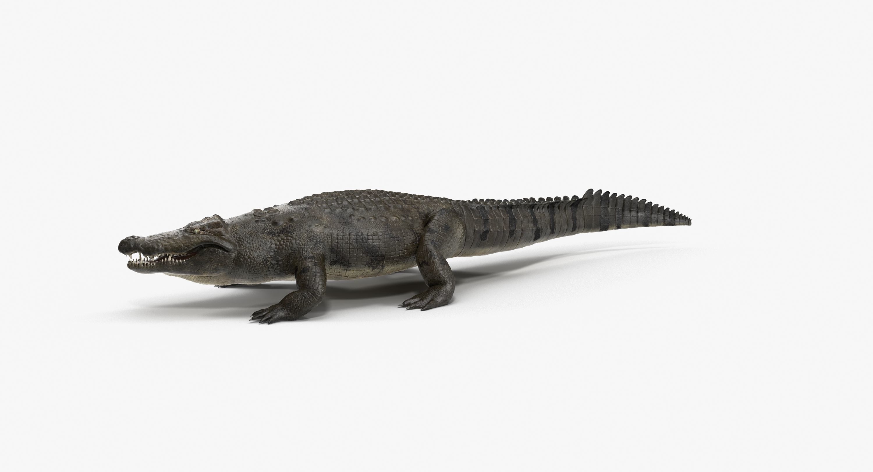 Large Nile Crocodile Rigged Low-poly 3D model_20