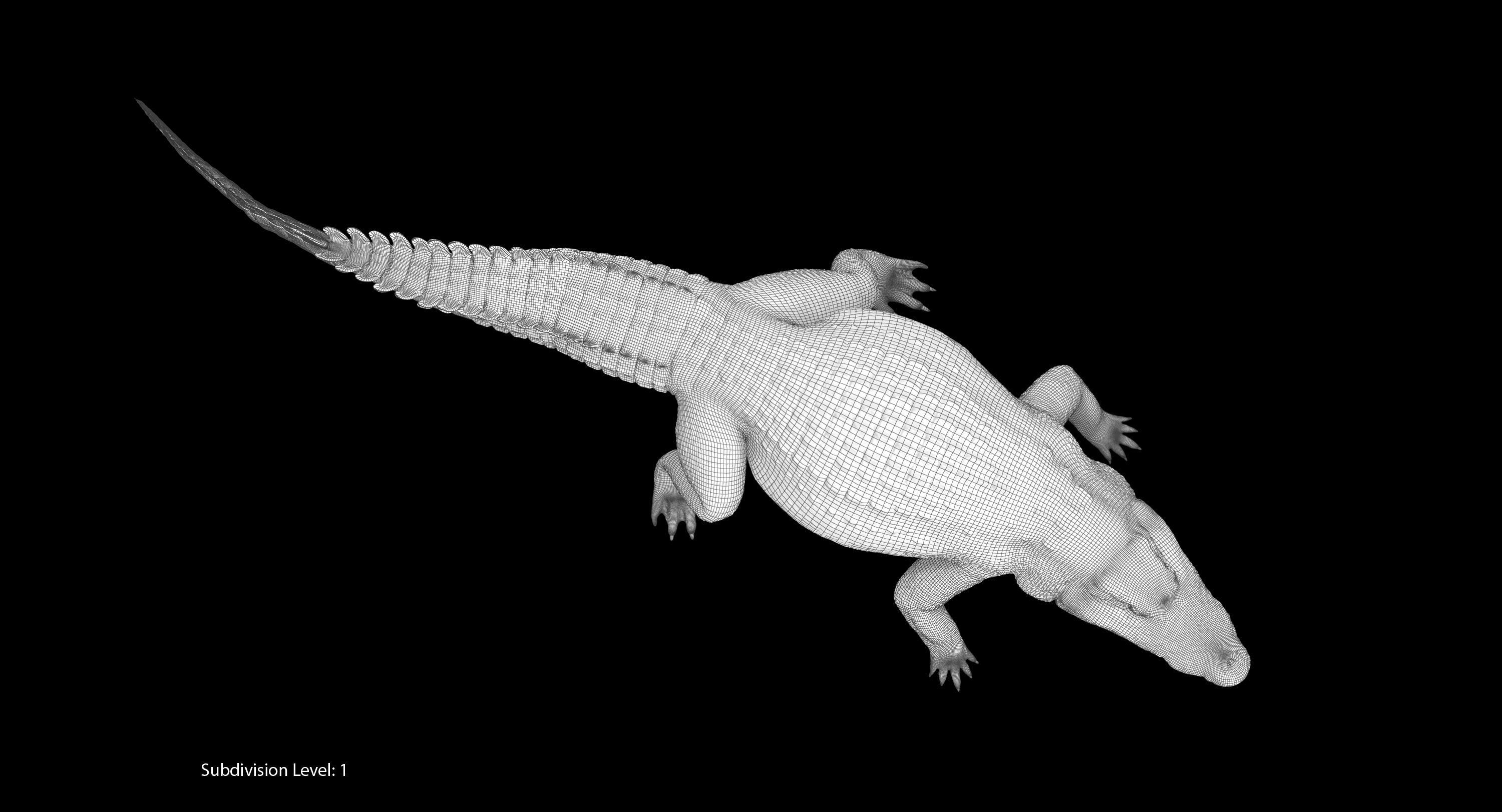 Large Nile Crocodile Rigged Low-poly 3D model_34