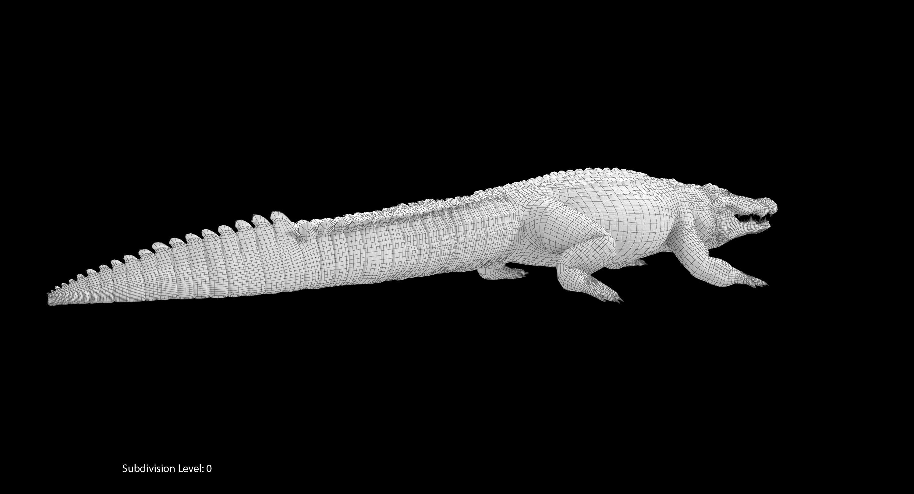 Large Nile Crocodile Rigged Low-poly 3D model_25
