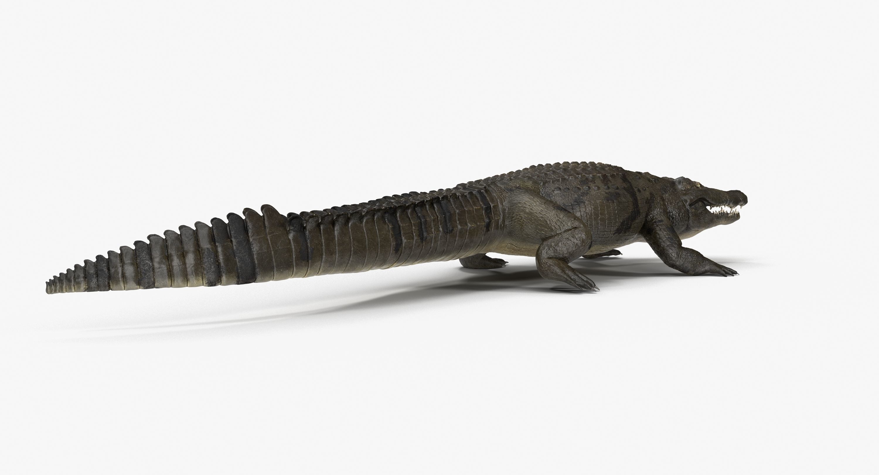Large Nile Crocodile Rigged Low-poly 3D model_4