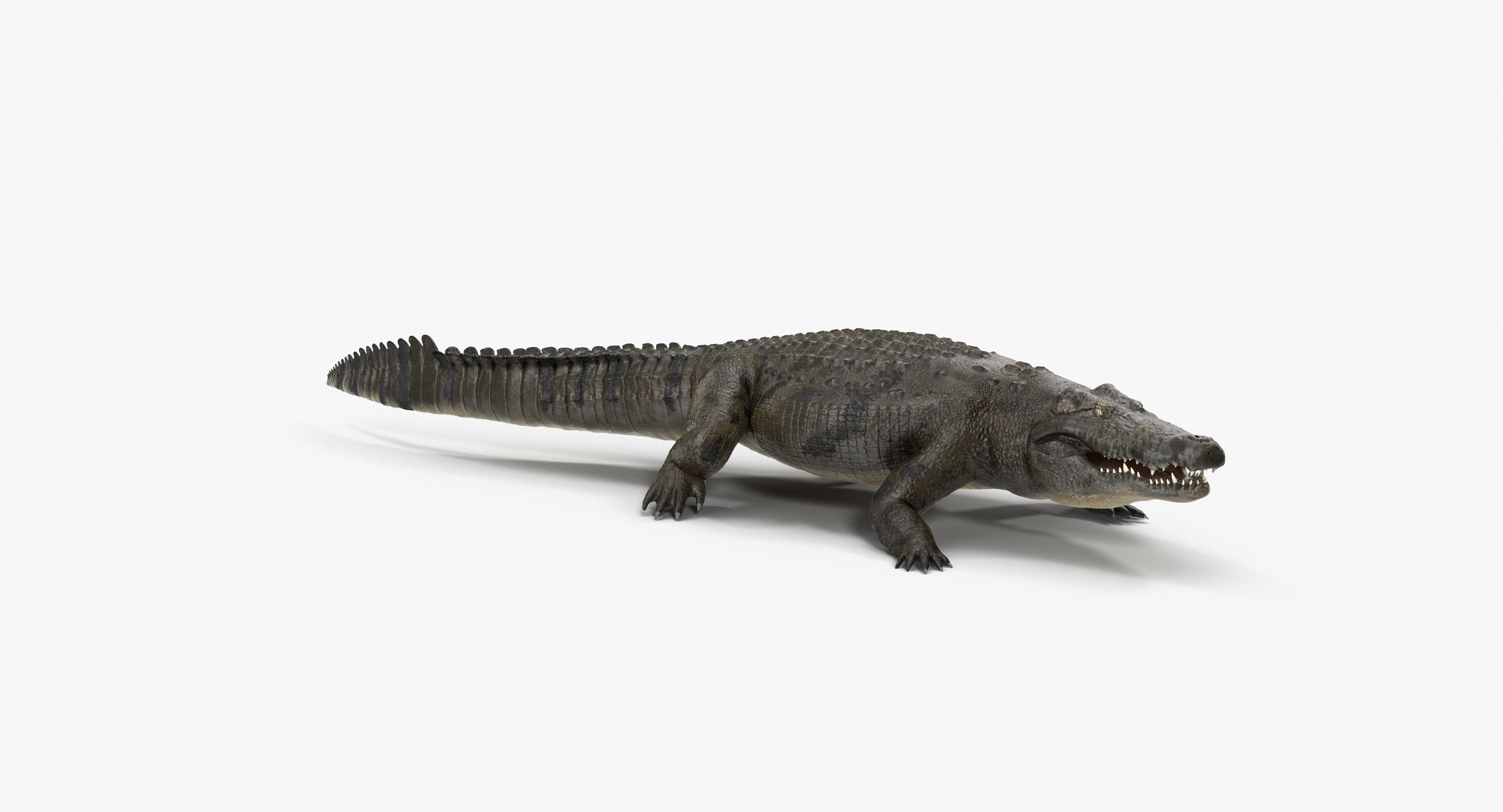 Large Nile Crocodile Rigged Low-poly 3D model_13
