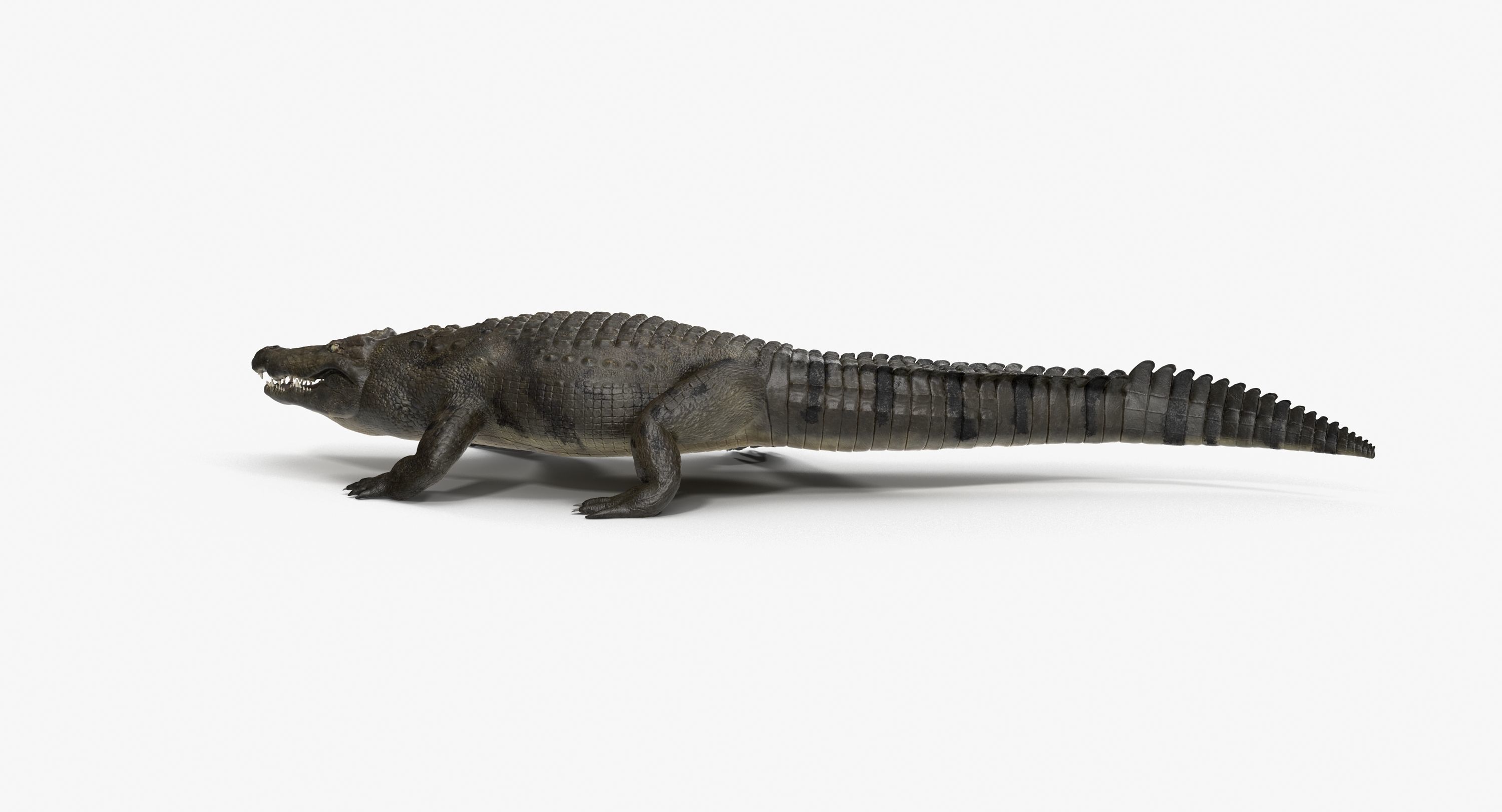 Large Nile Crocodile Rigged Low-poly 3D model_19
