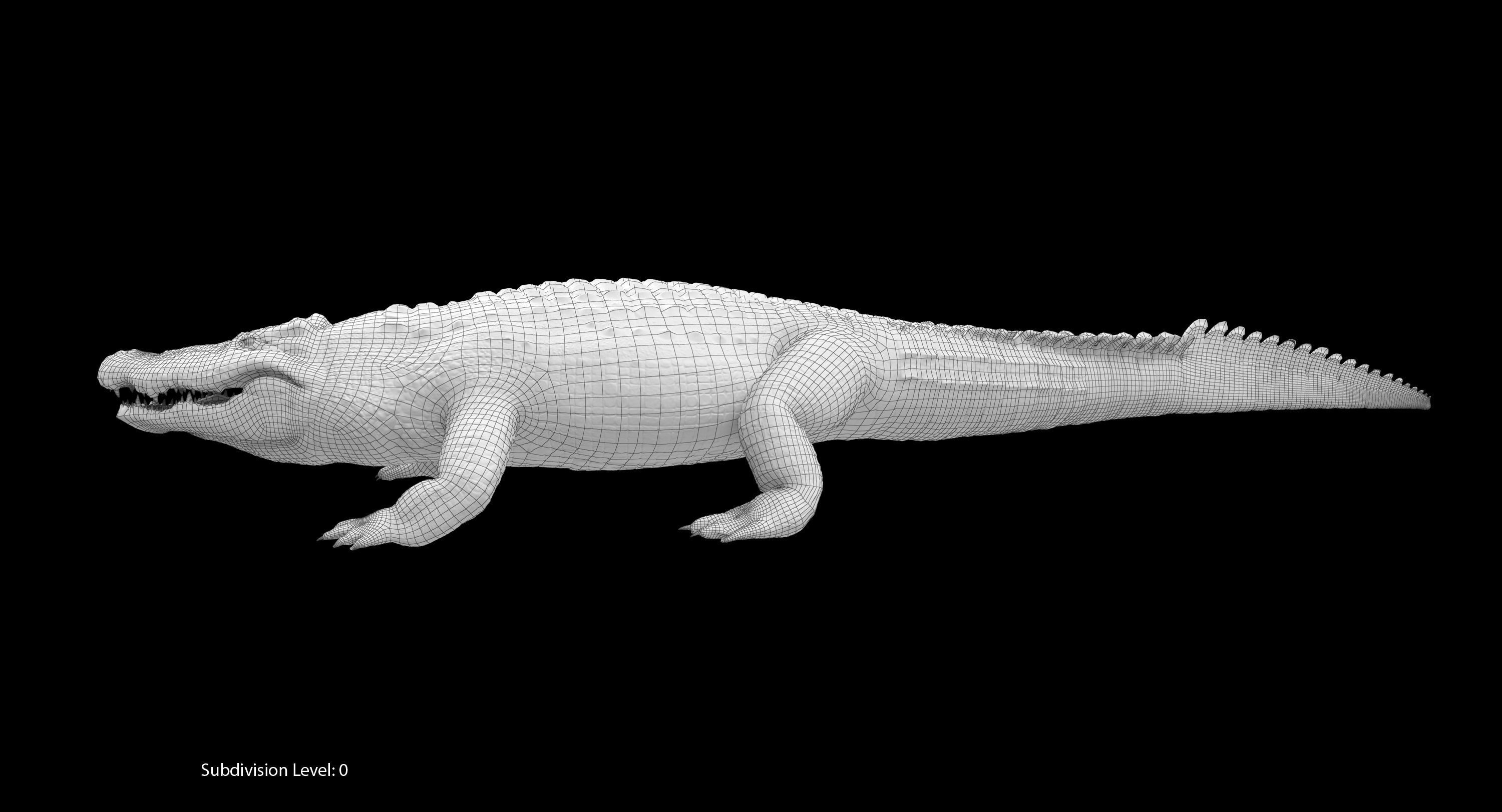 Large Nile Crocodile Rigged Low-poly 3D model_31