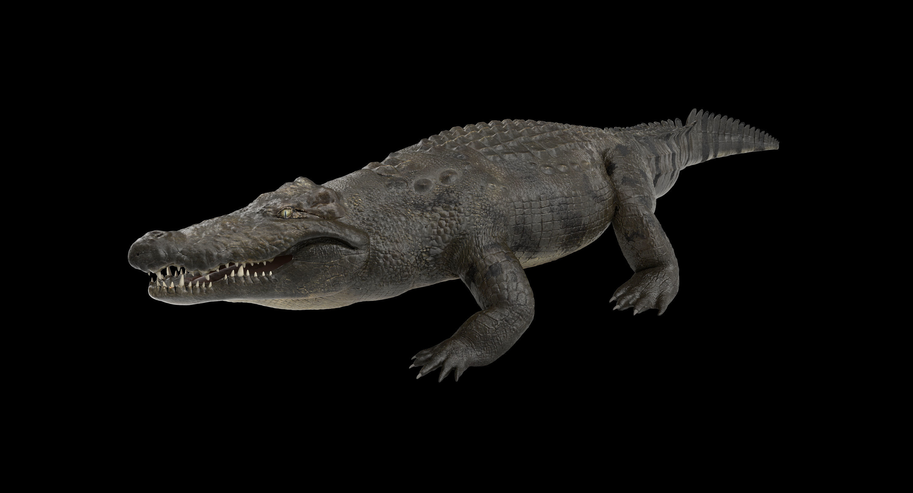 Large Nile Crocodile Rigged Low-poly 3D model_1