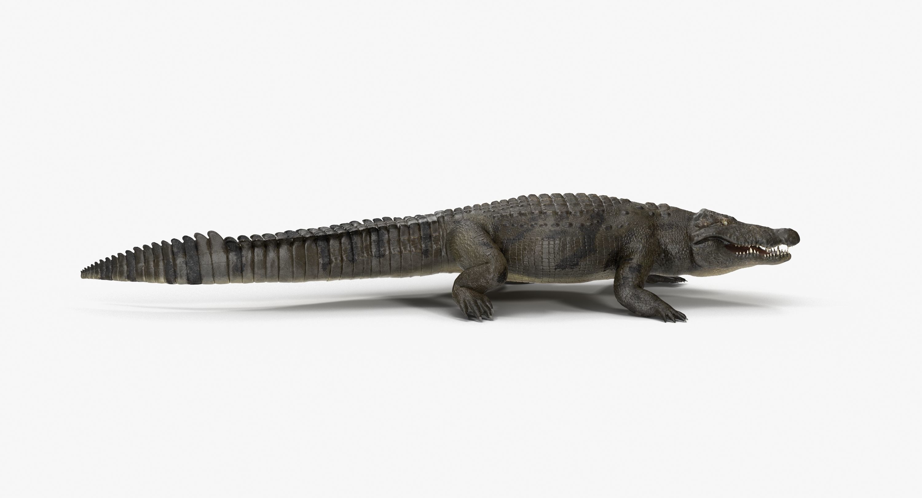 Large Nile Crocodile Rigged Low-poly 3D model_14