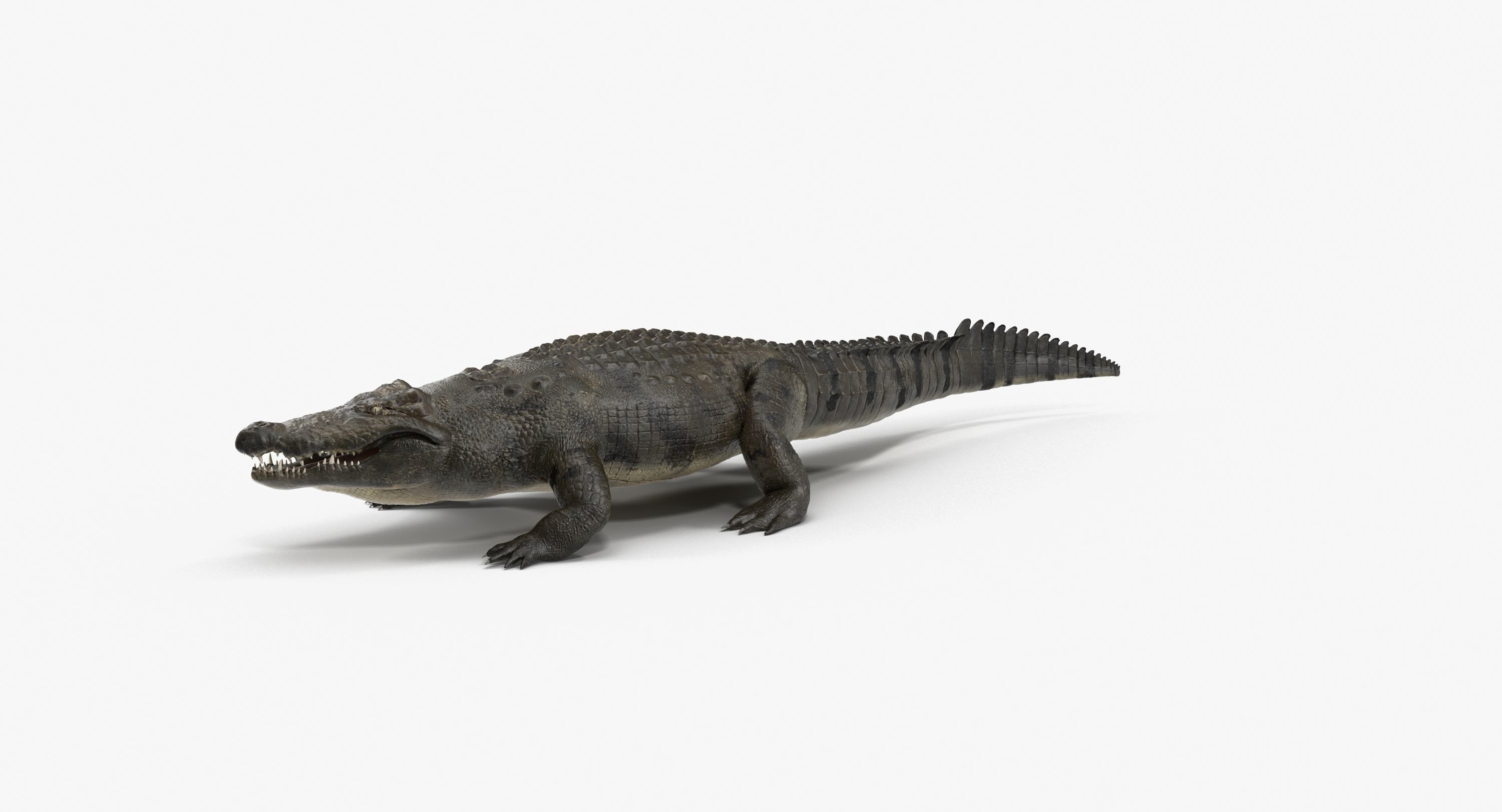 Large Nile Crocodile Rigged Low-poly 3D model_10