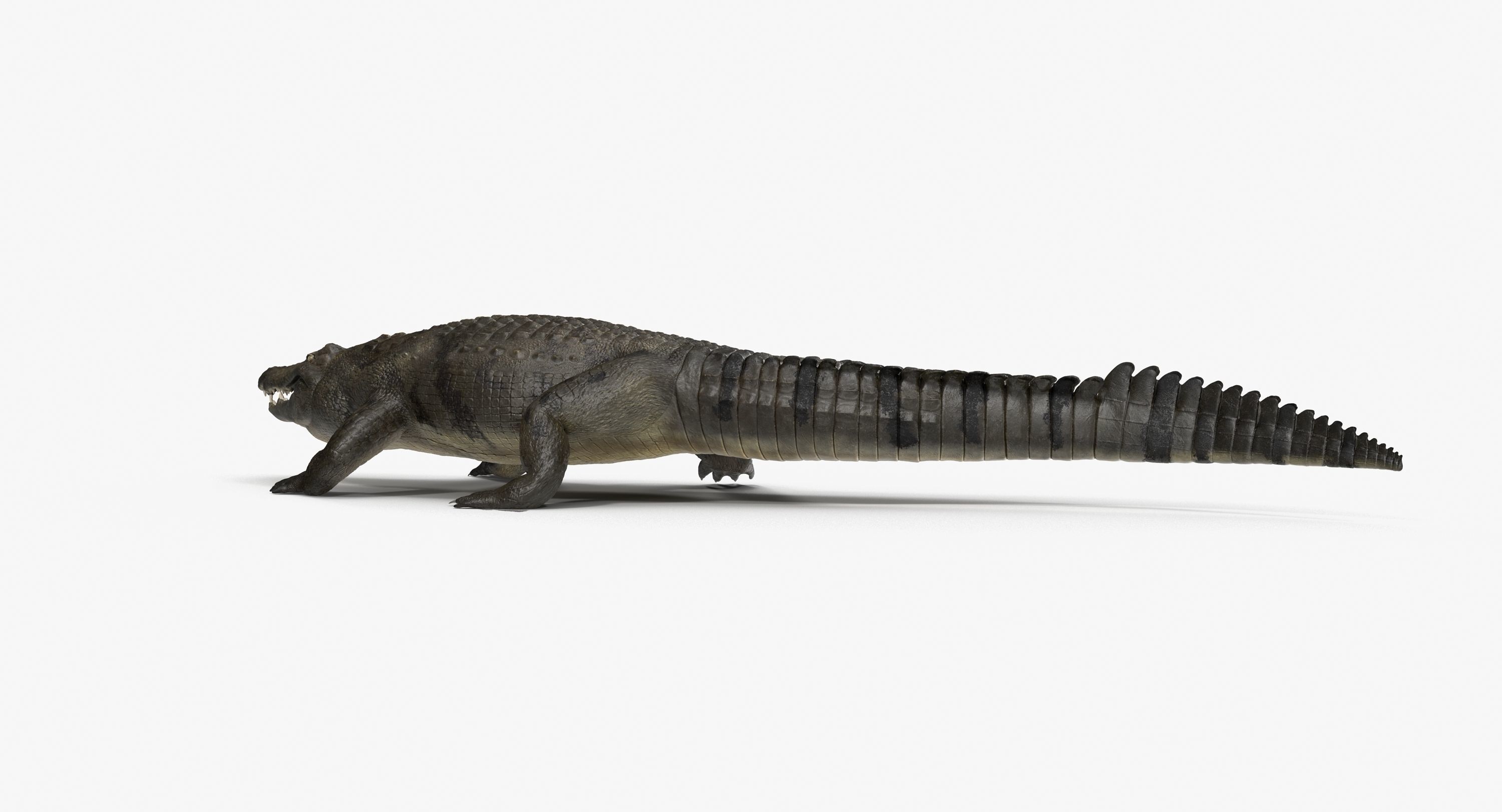 Large Nile Crocodile Rigged Low-poly 3D model_6
