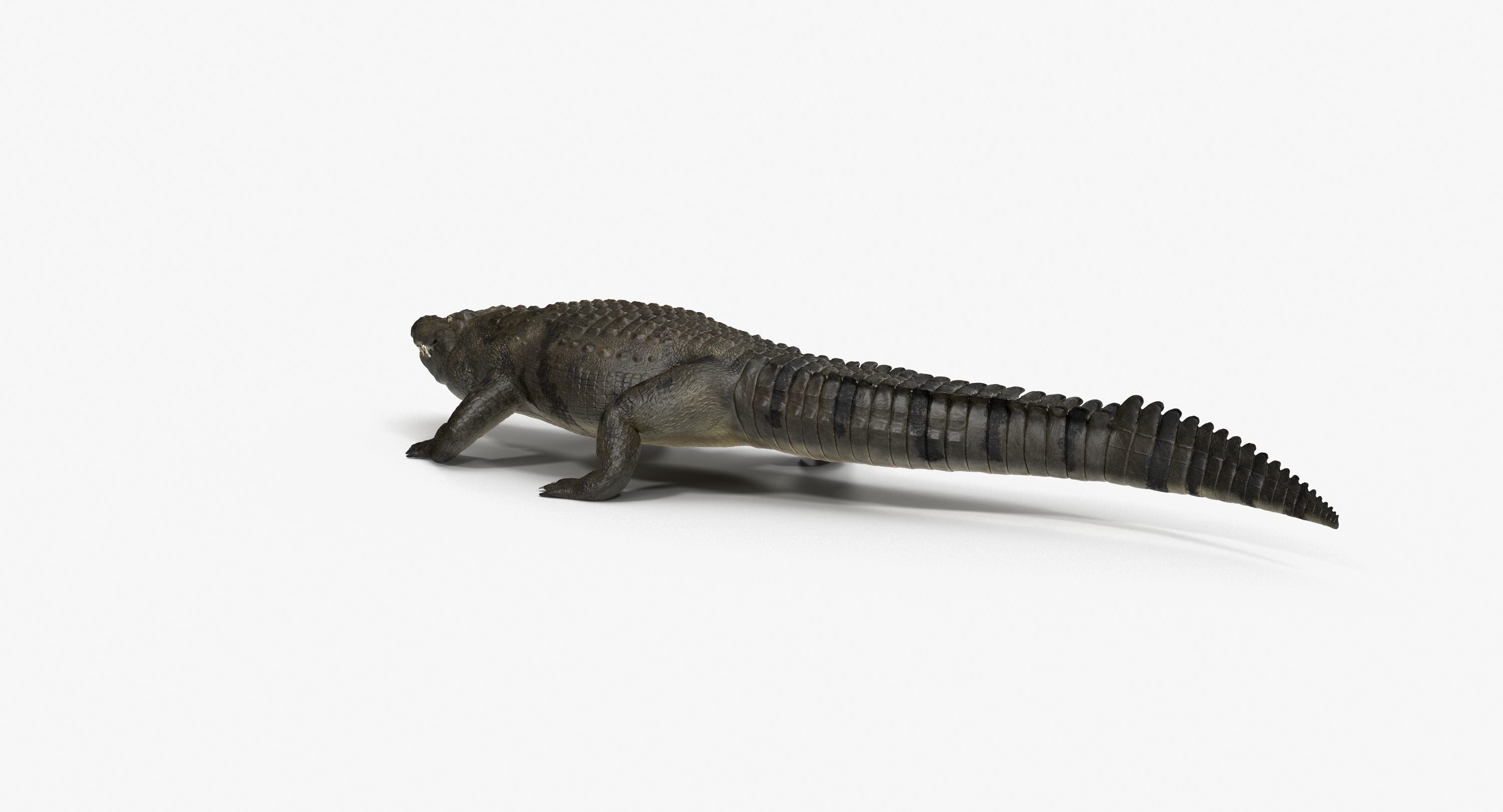 Large Nile Crocodile Rigged Low-poly 3D model_18