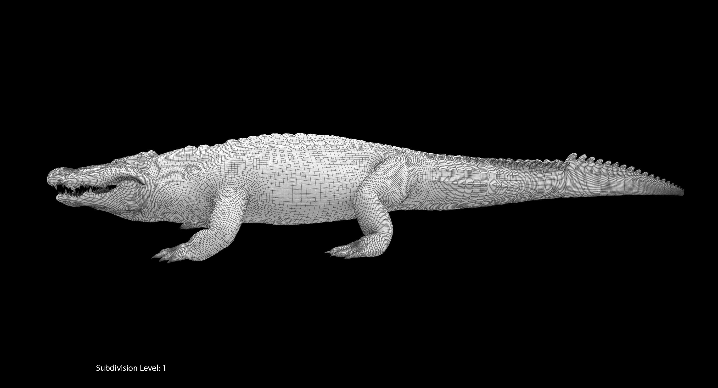 Large Nile Crocodile Rigged Low-poly 3D model_32