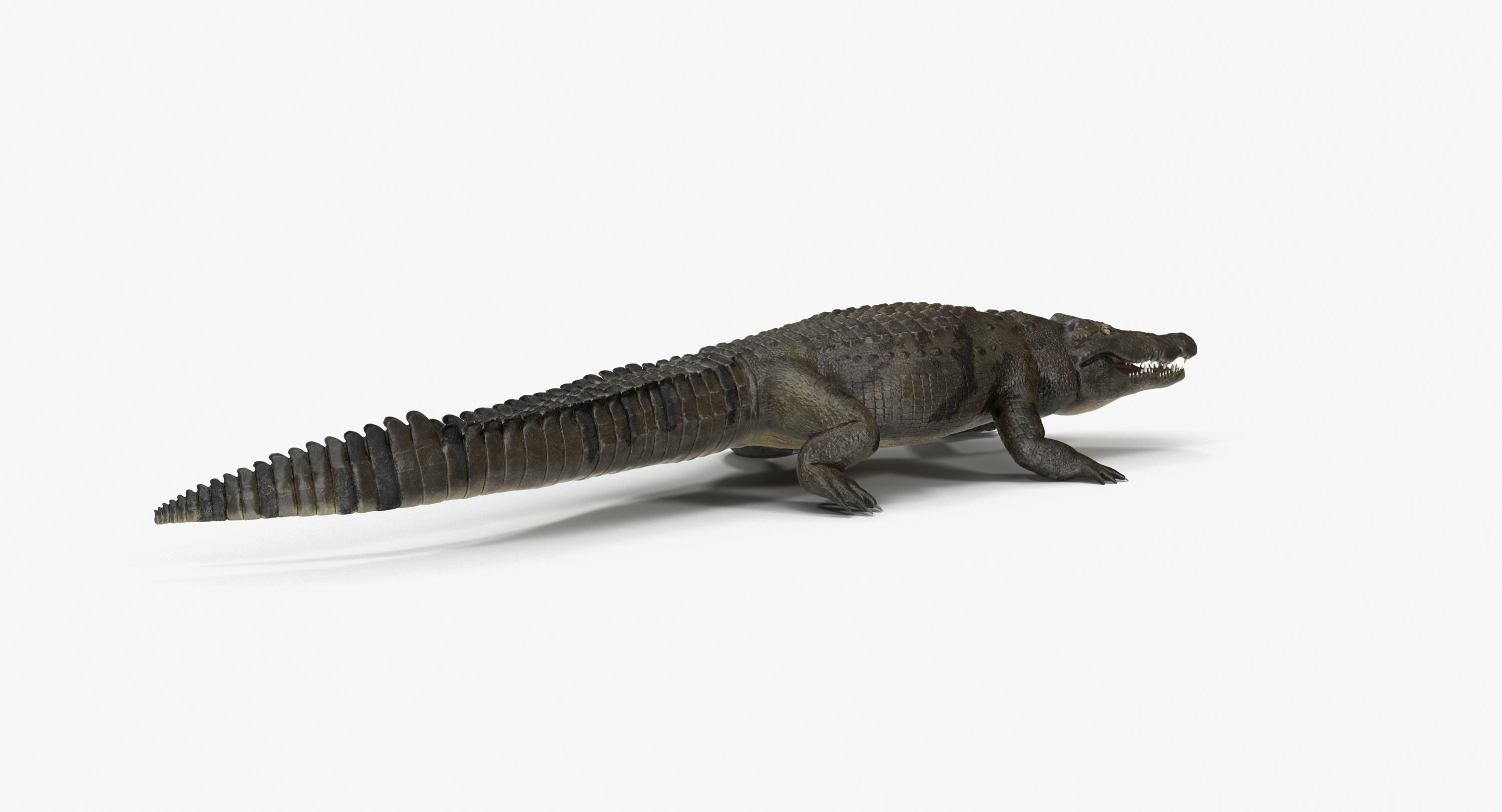 Large Nile Crocodile Rigged Low-poly 3D model_15