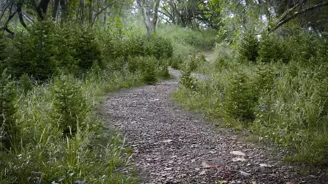 Forest Road Generator