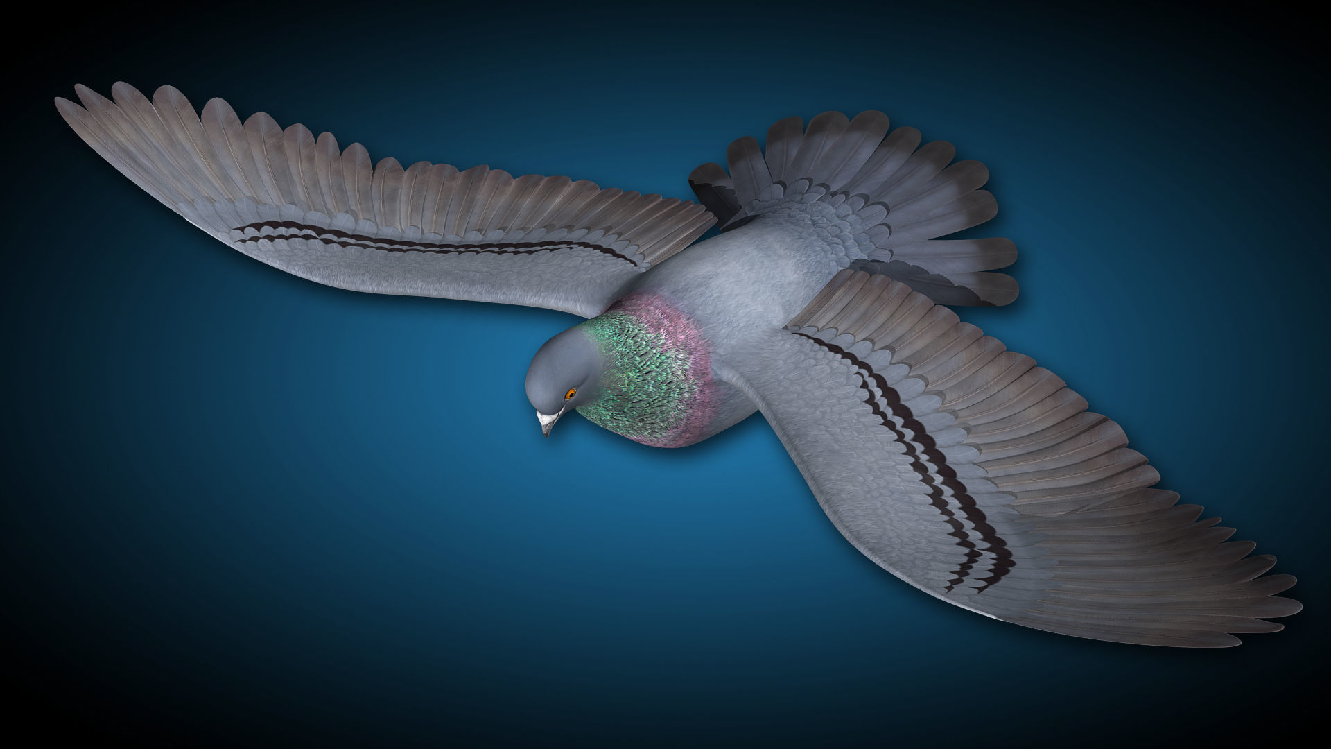 Pigeon A - Flight 3D model_8