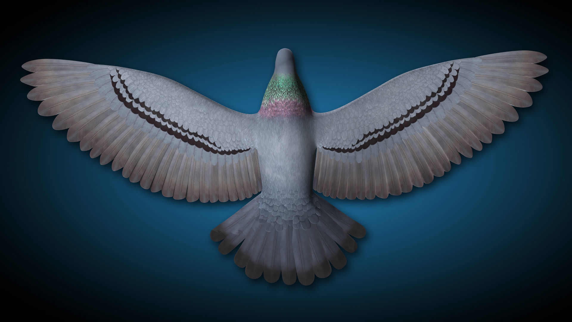 Pigeon A - Flight 3D model_10