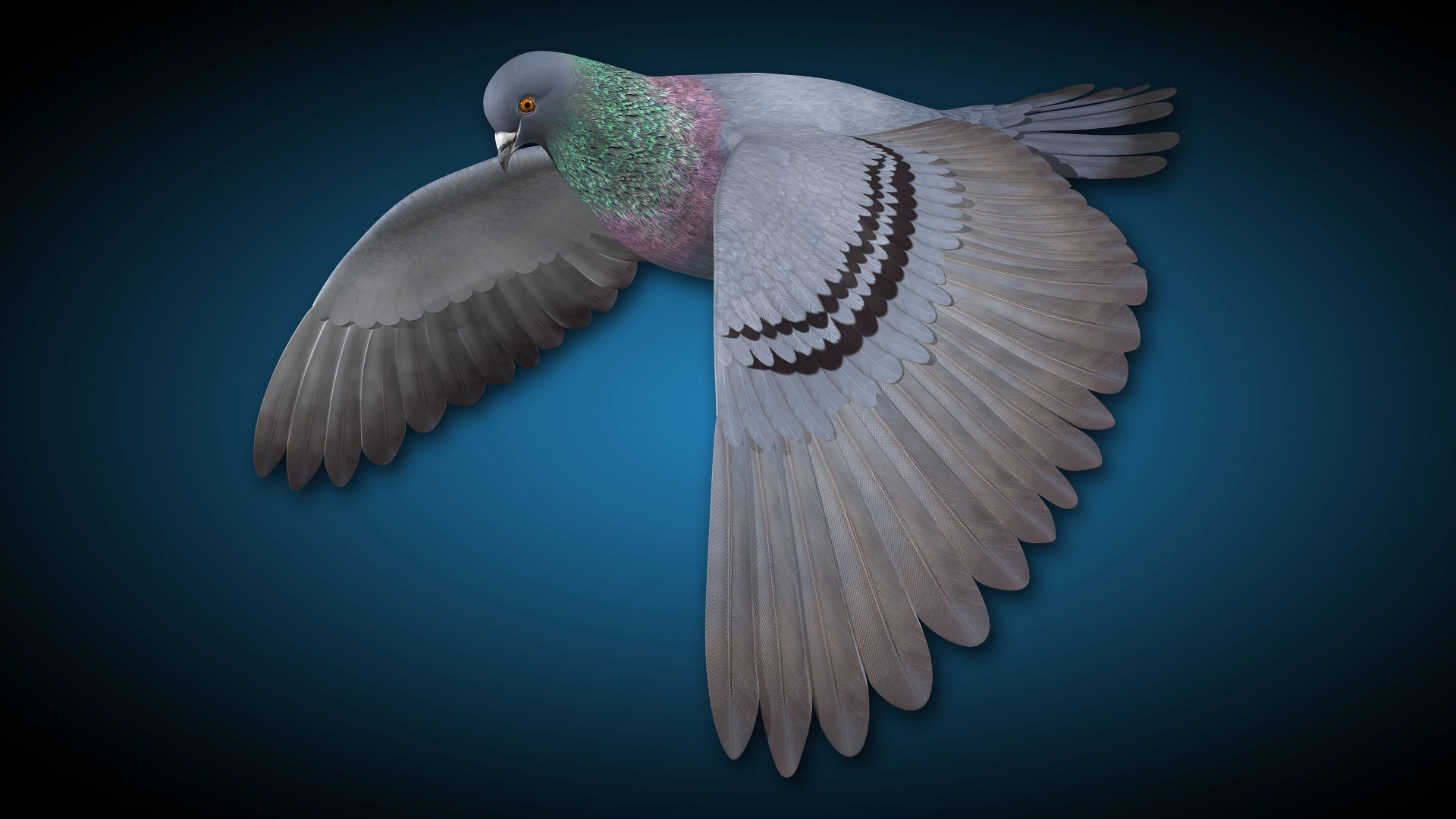 Pigeon A - Flight 3D model_6
