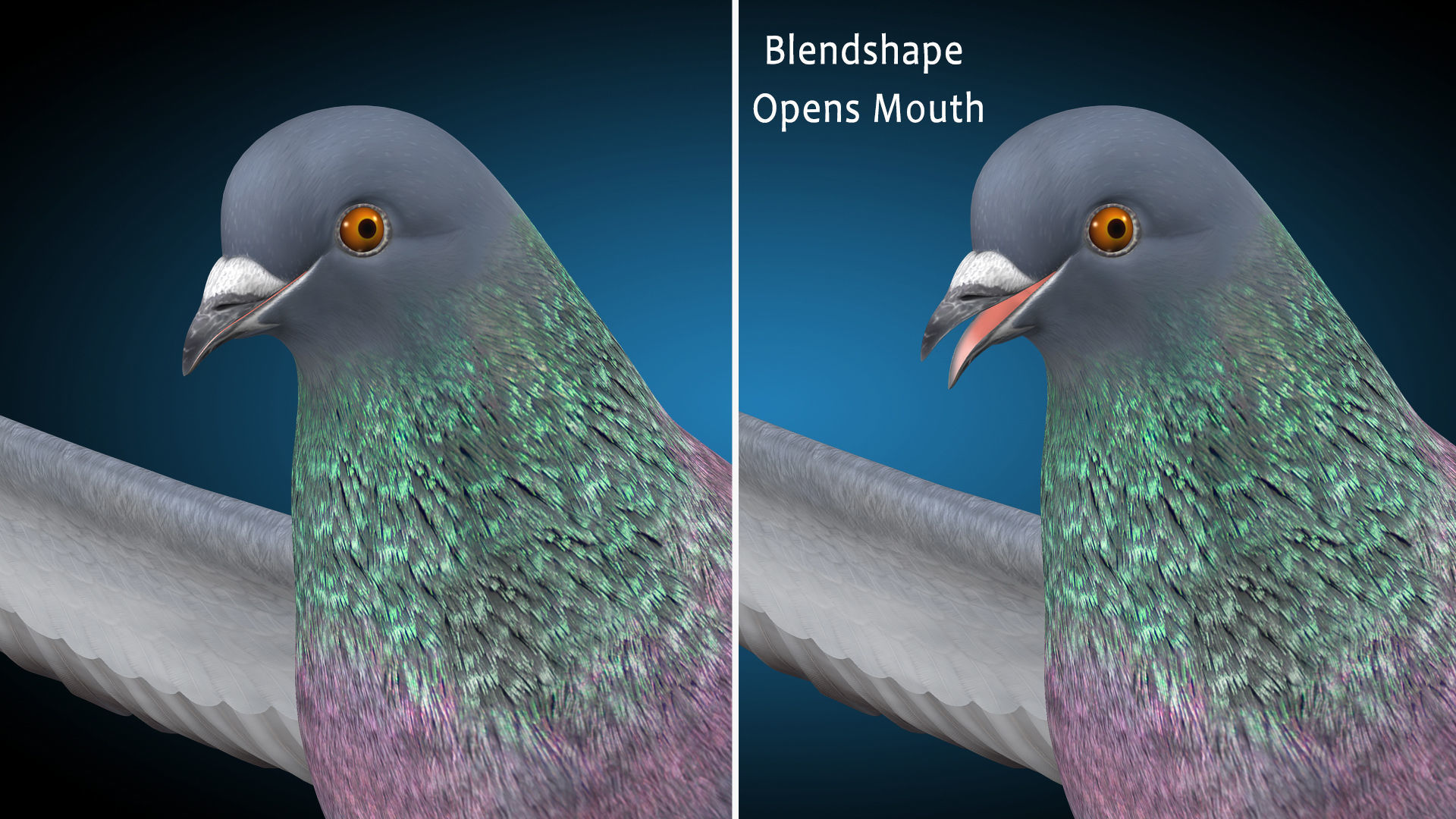 Pigeon A - Flight 3D model_12