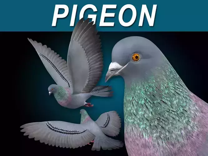 Pigeon A - Flight 3D model