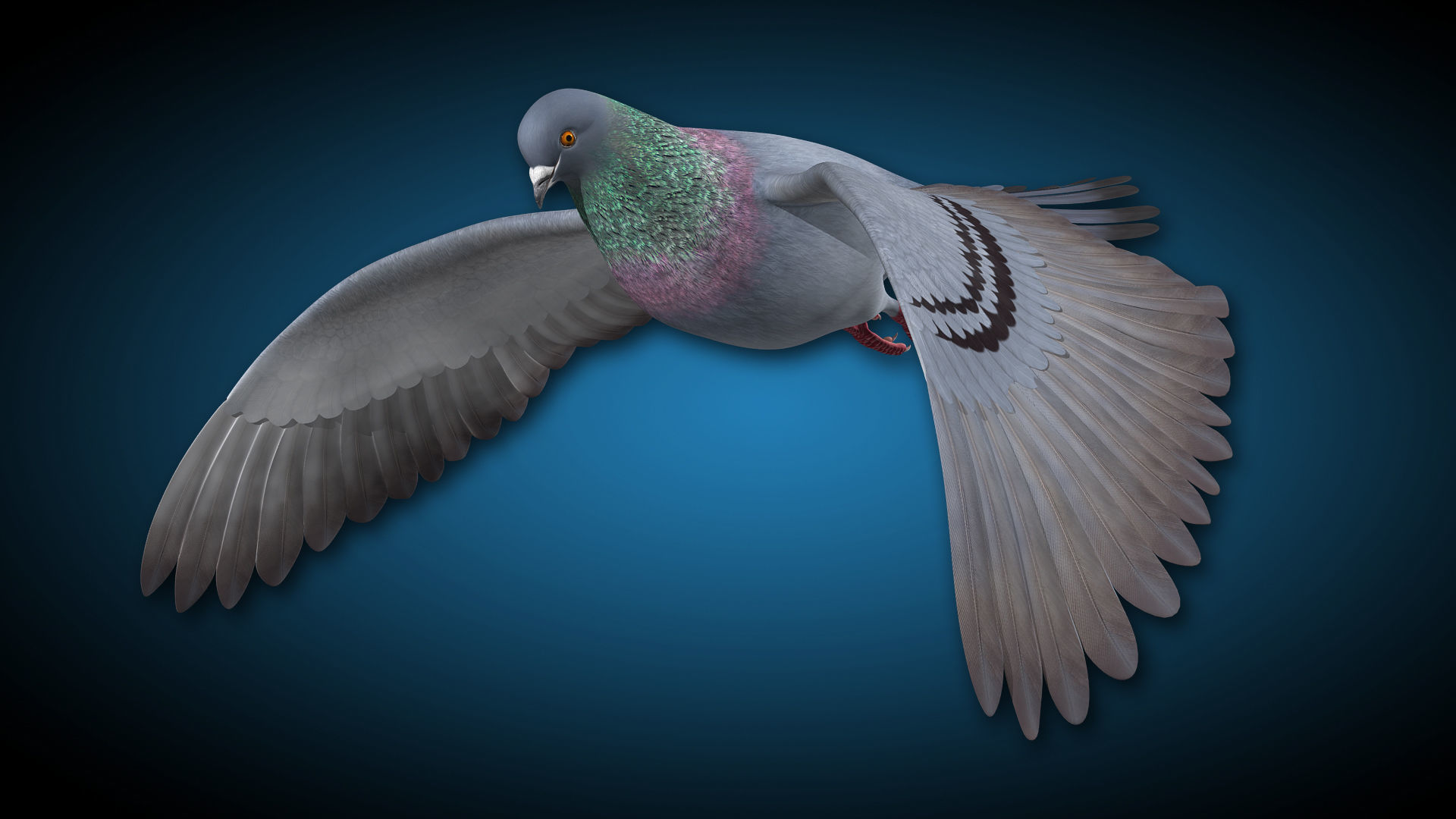 Pigeon A - Flight 3D model_9