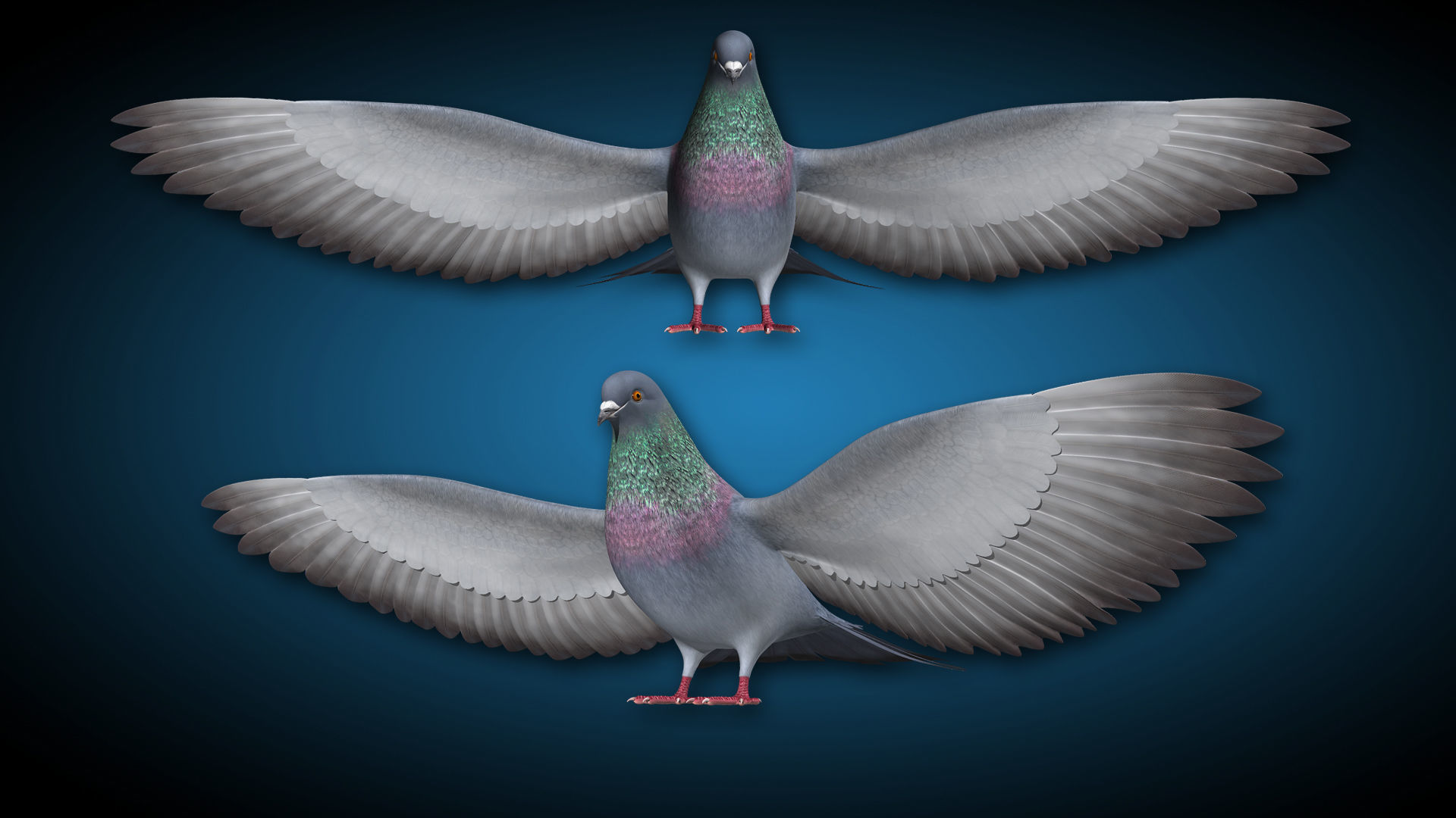 Pigeon A - Flight 3D model_11