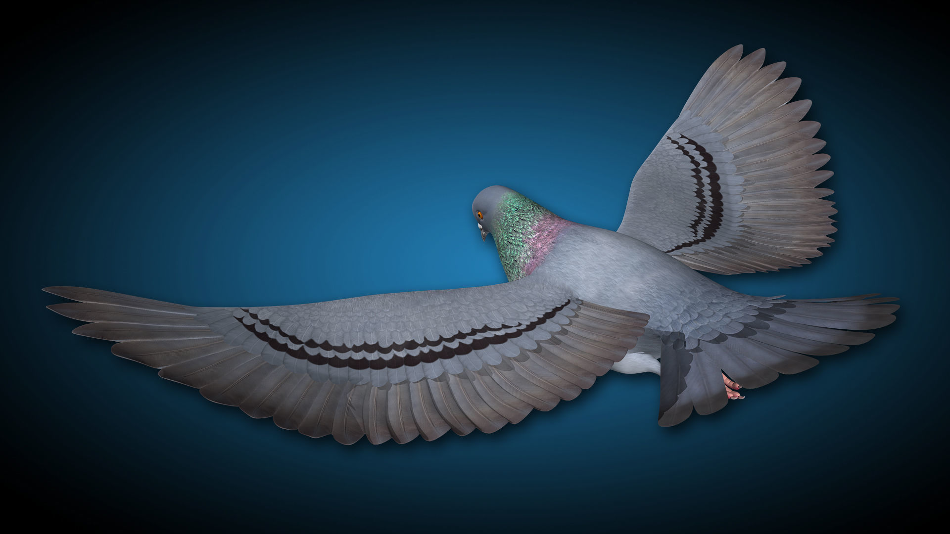 Pigeon A - Flight 3D model_7