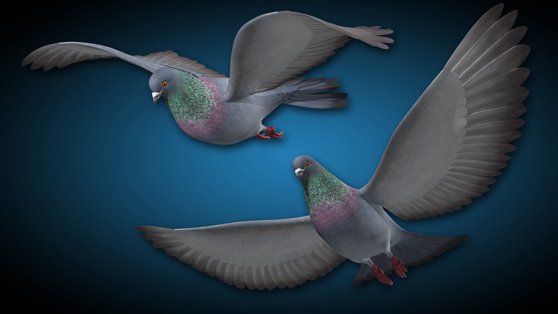 Pigeon A - Flight 3D model_4