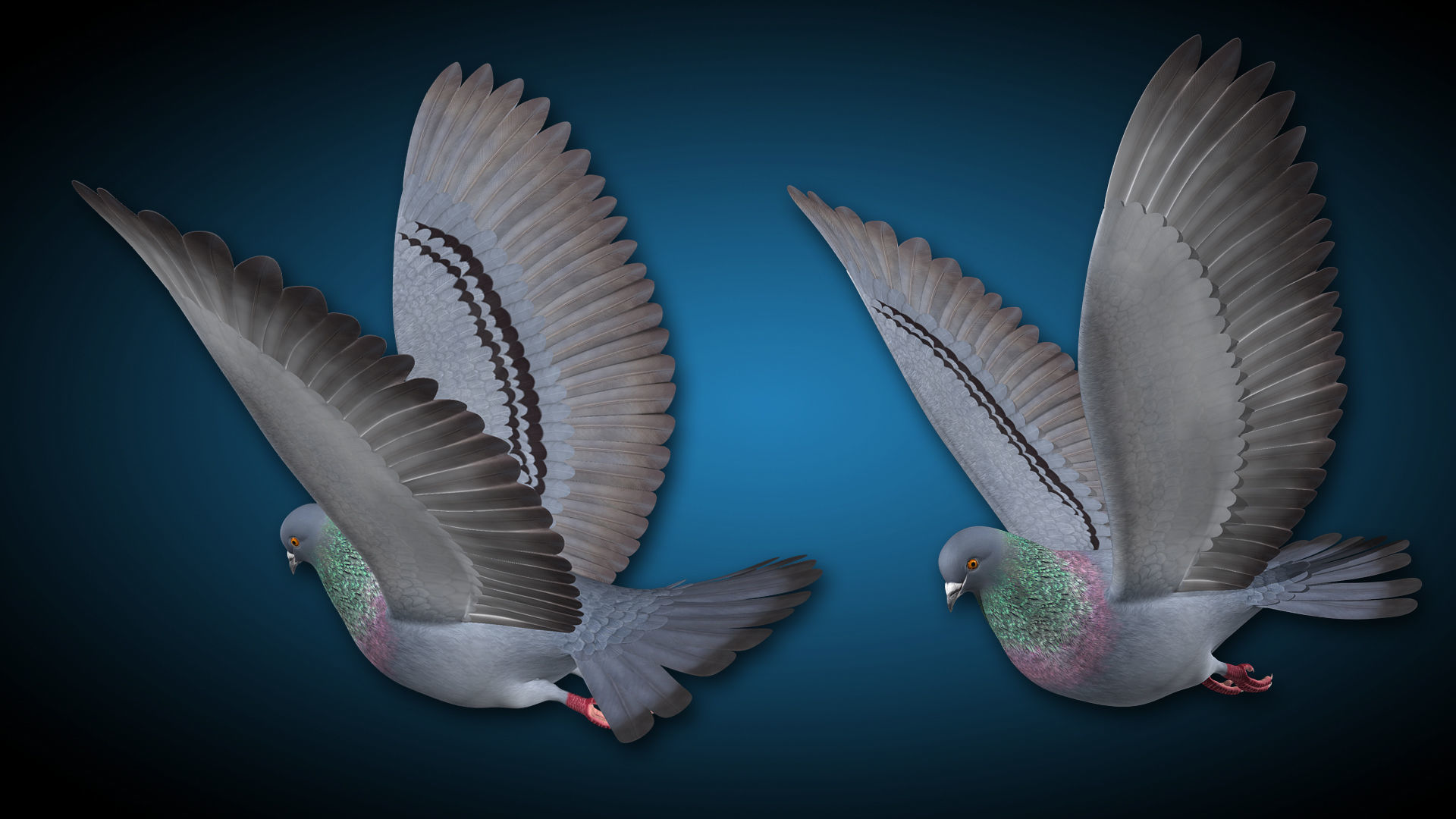 Pigeon A - Flight 3D model_3