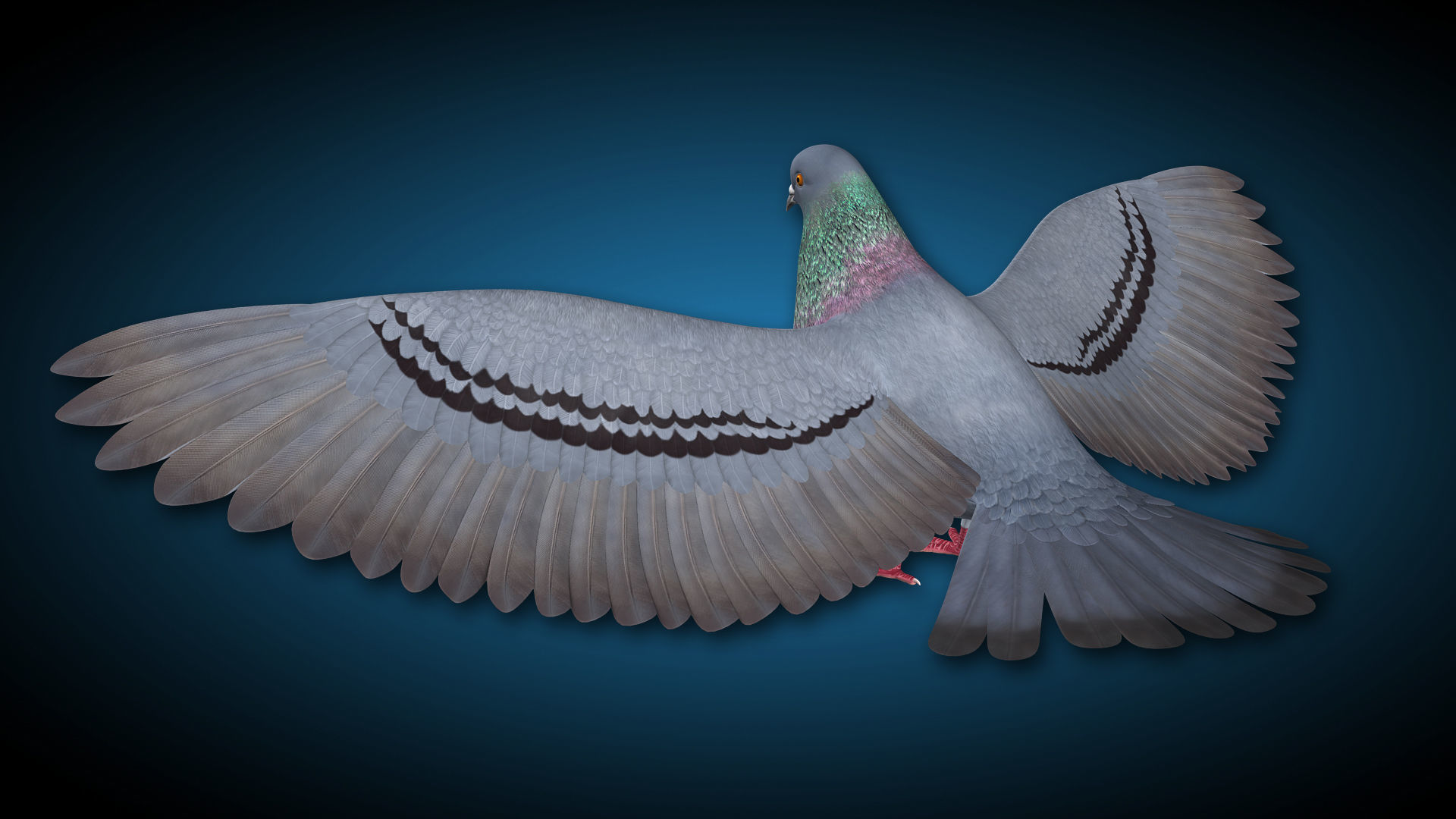 Pigeon A - Flight 3D model_5